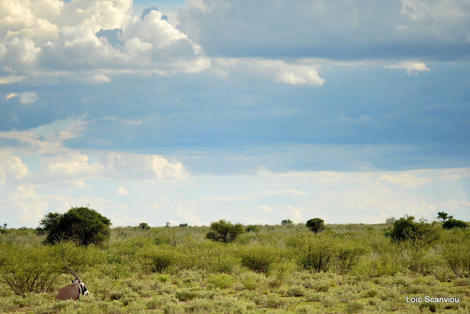 Oryx gazelle/Gemsbok (19)