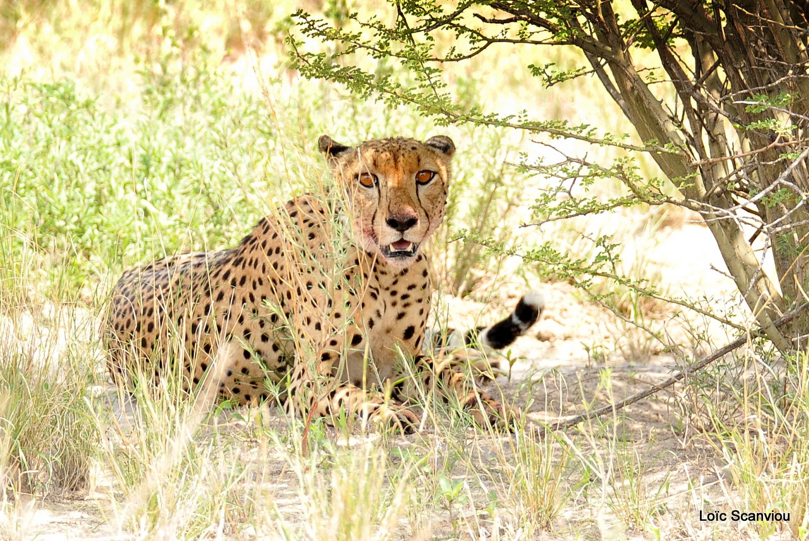 Guépard/Cheetah (4)