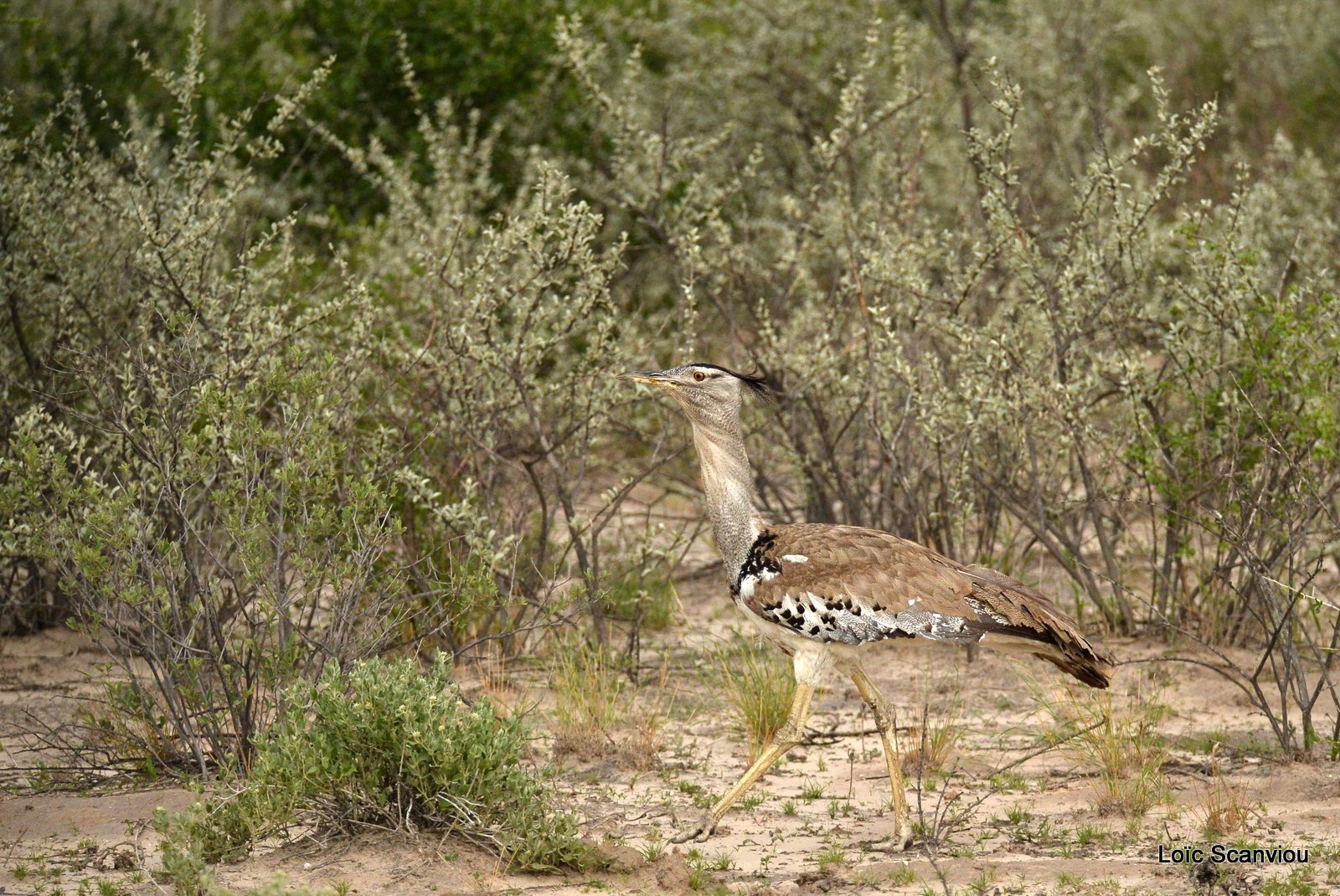 Outarde Kori/Kori Bustard (7)