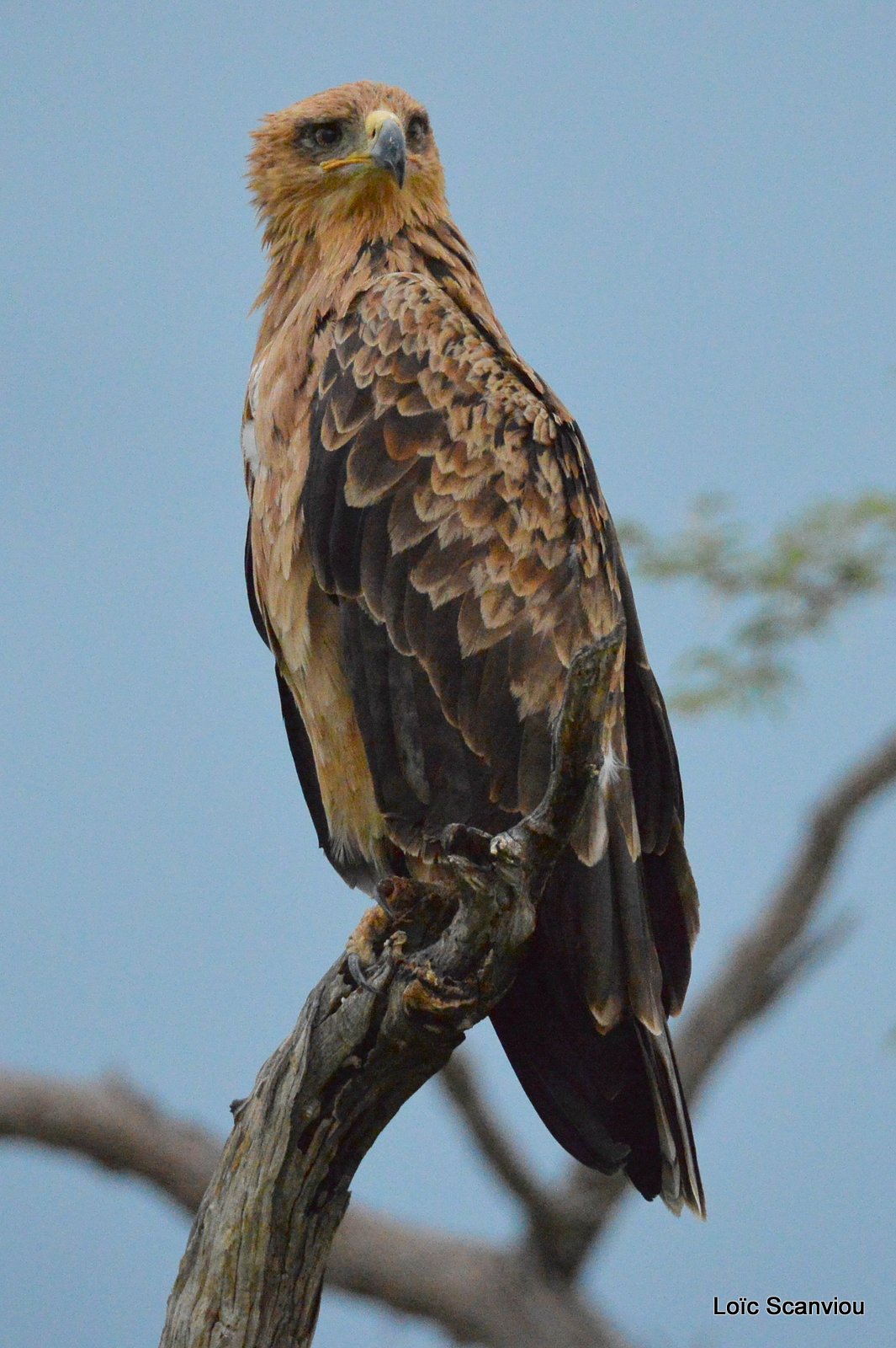 Aigle ravisseur/Tawny Eagle (1)