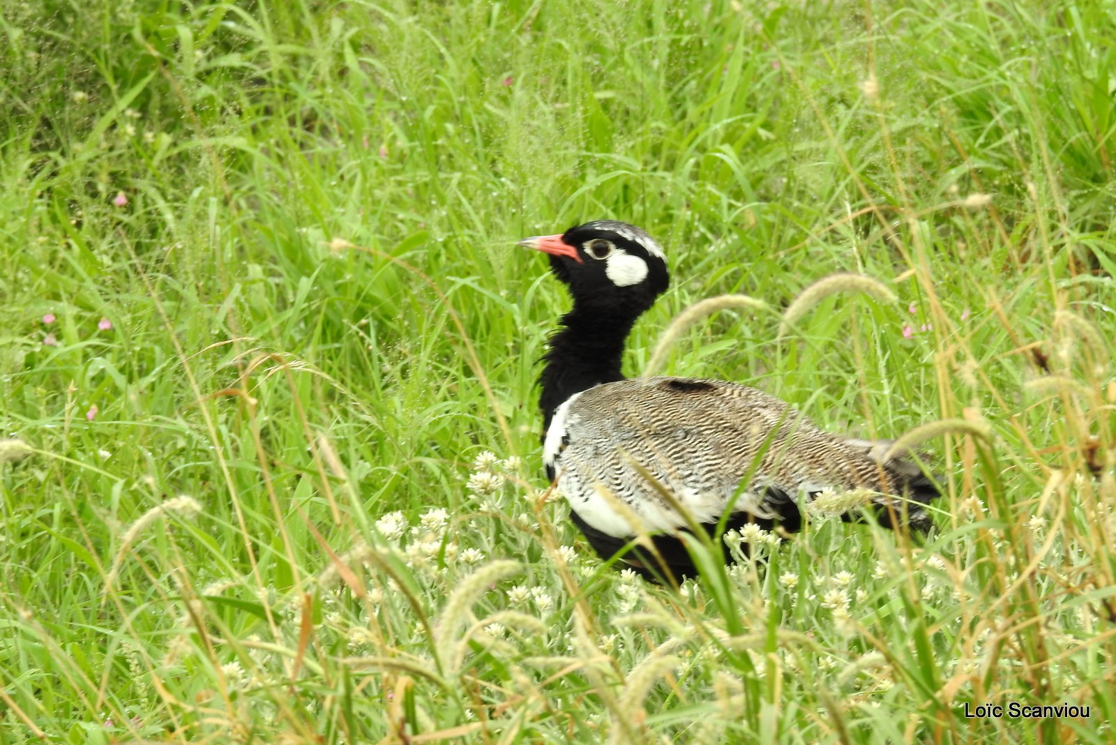 Outarde à miroir blanc/Northern Black Korhaan (4)