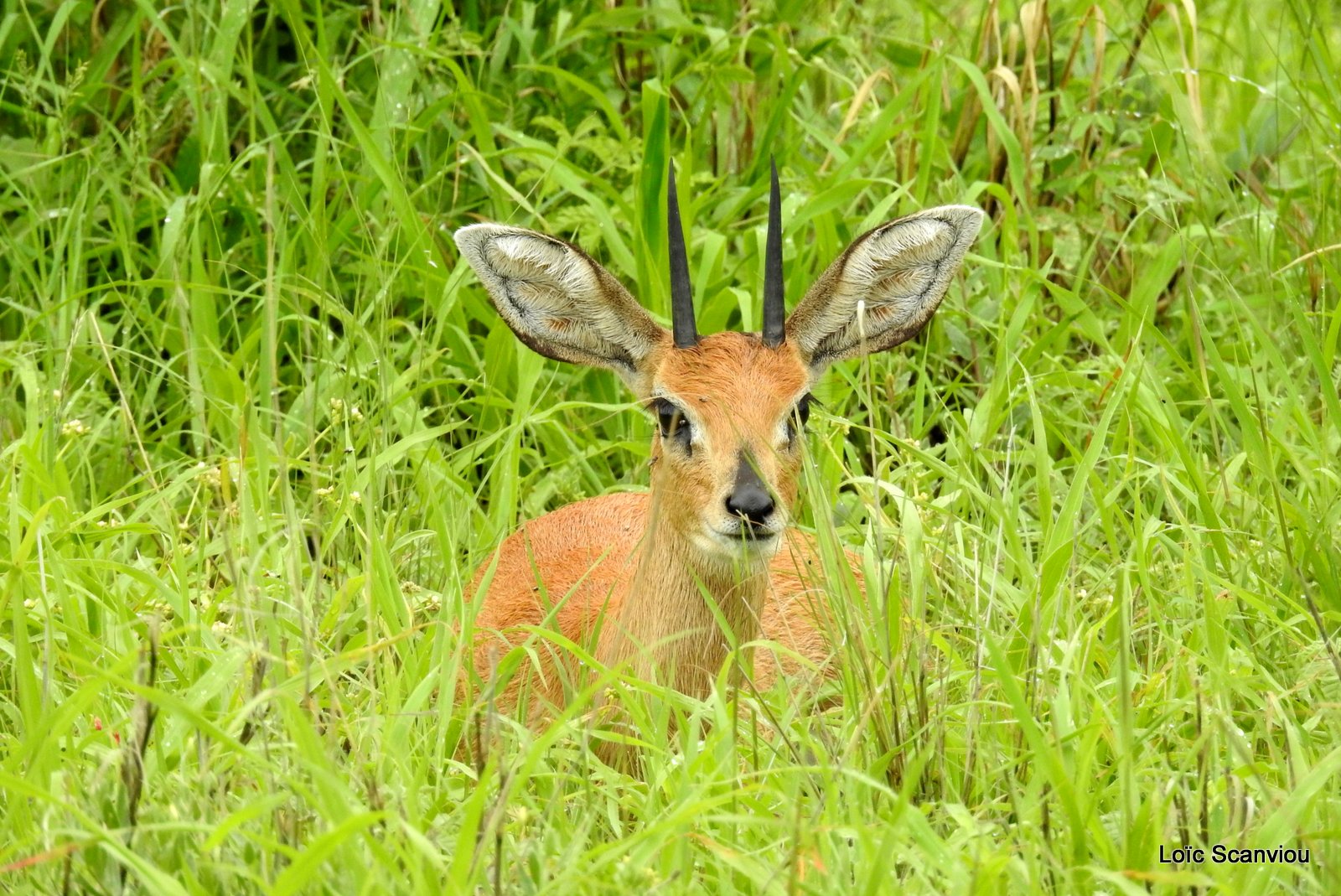 Raphicère champêtre/Steenbok (1)