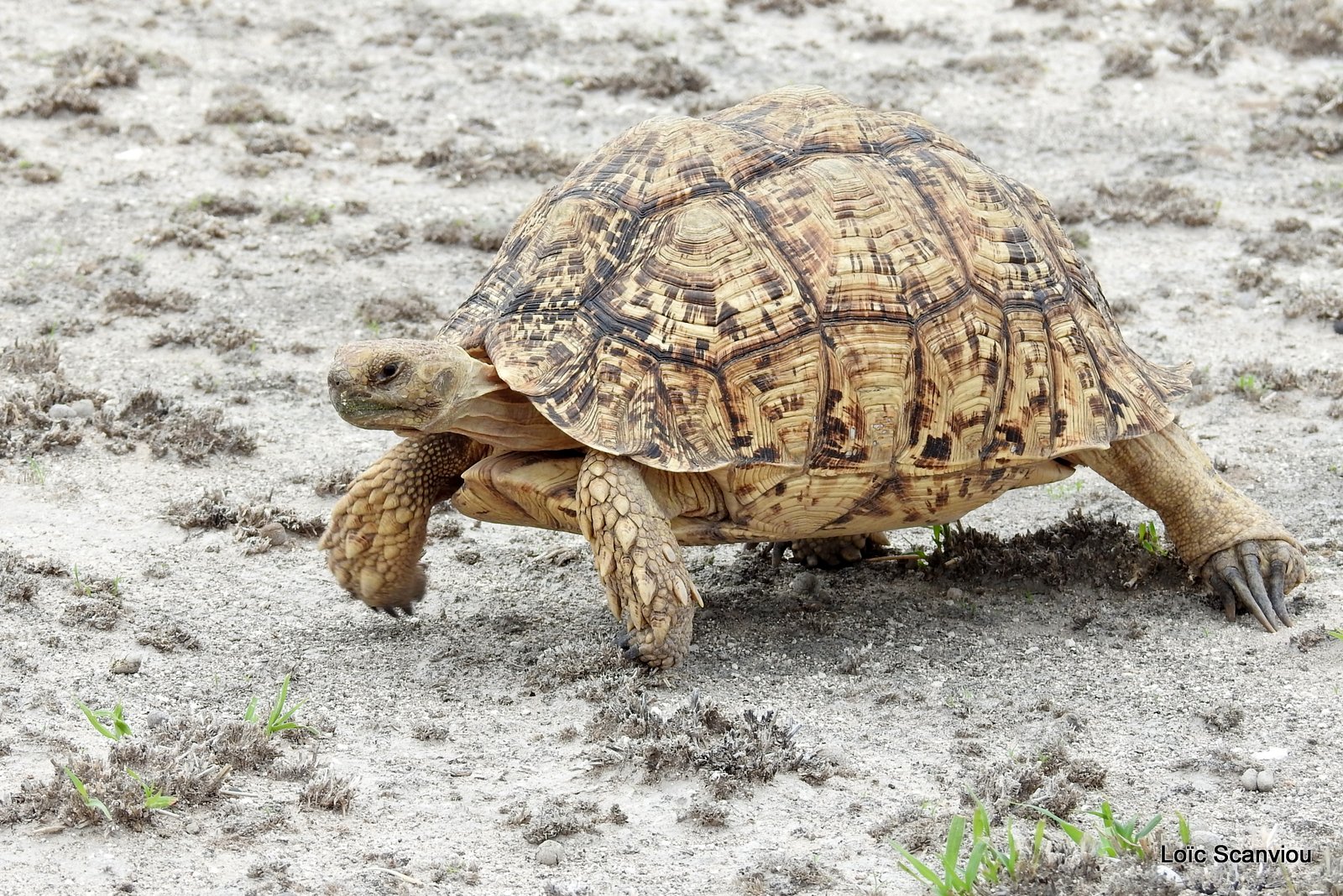 Tortue Lopard/Leopard Tortoise (2)