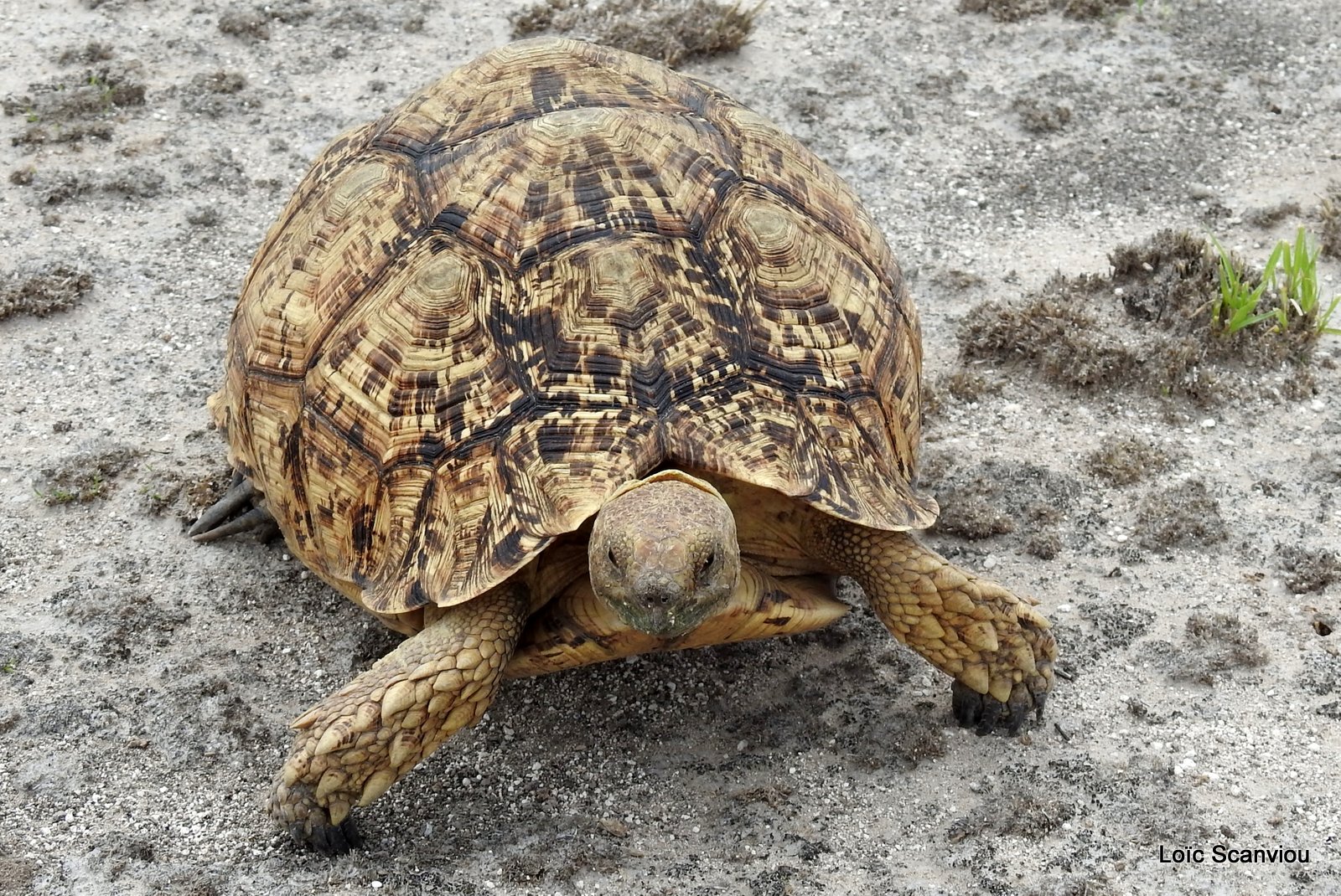 Tortue Lopard/Leopard Tortoise (3)