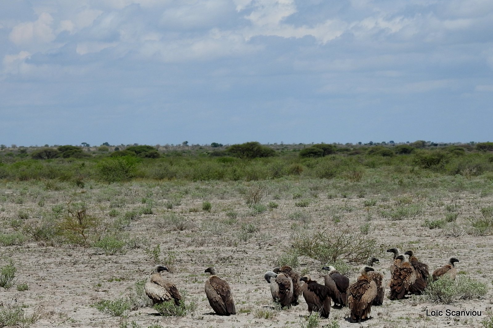 Vautour africain/White-backed Vulture (4)