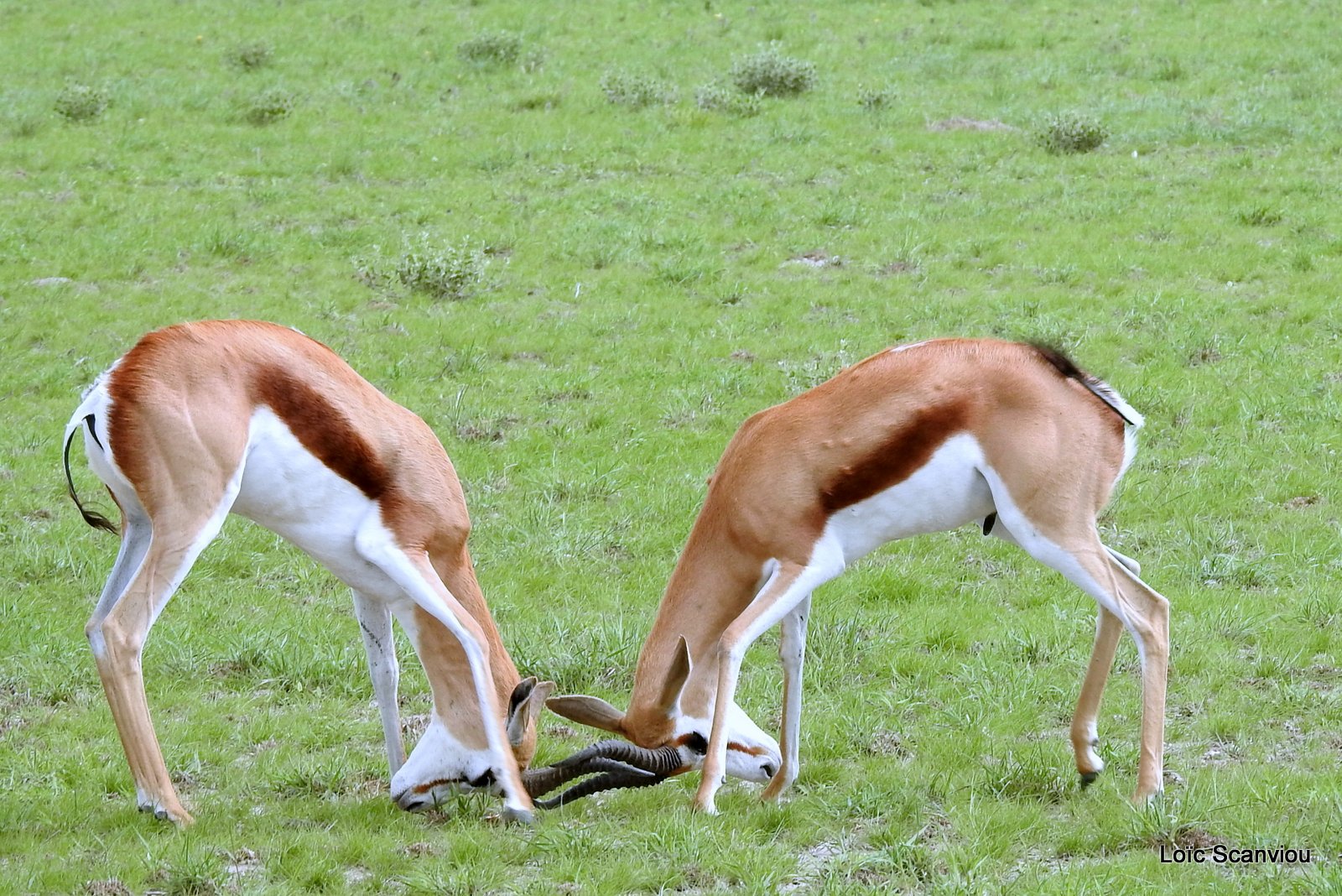 Springbok (15)