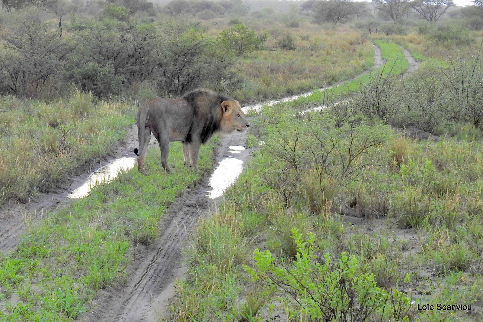 Lion mâle/Male Lion (1)