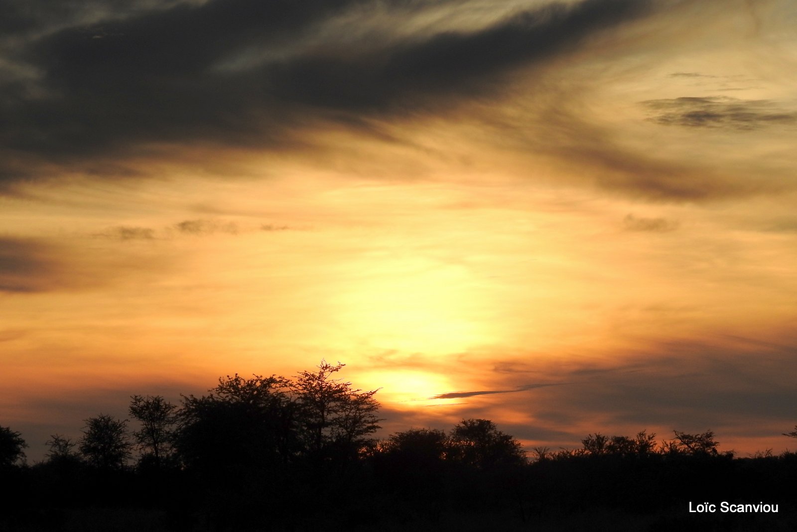 Central Kalahari 2020 (166)