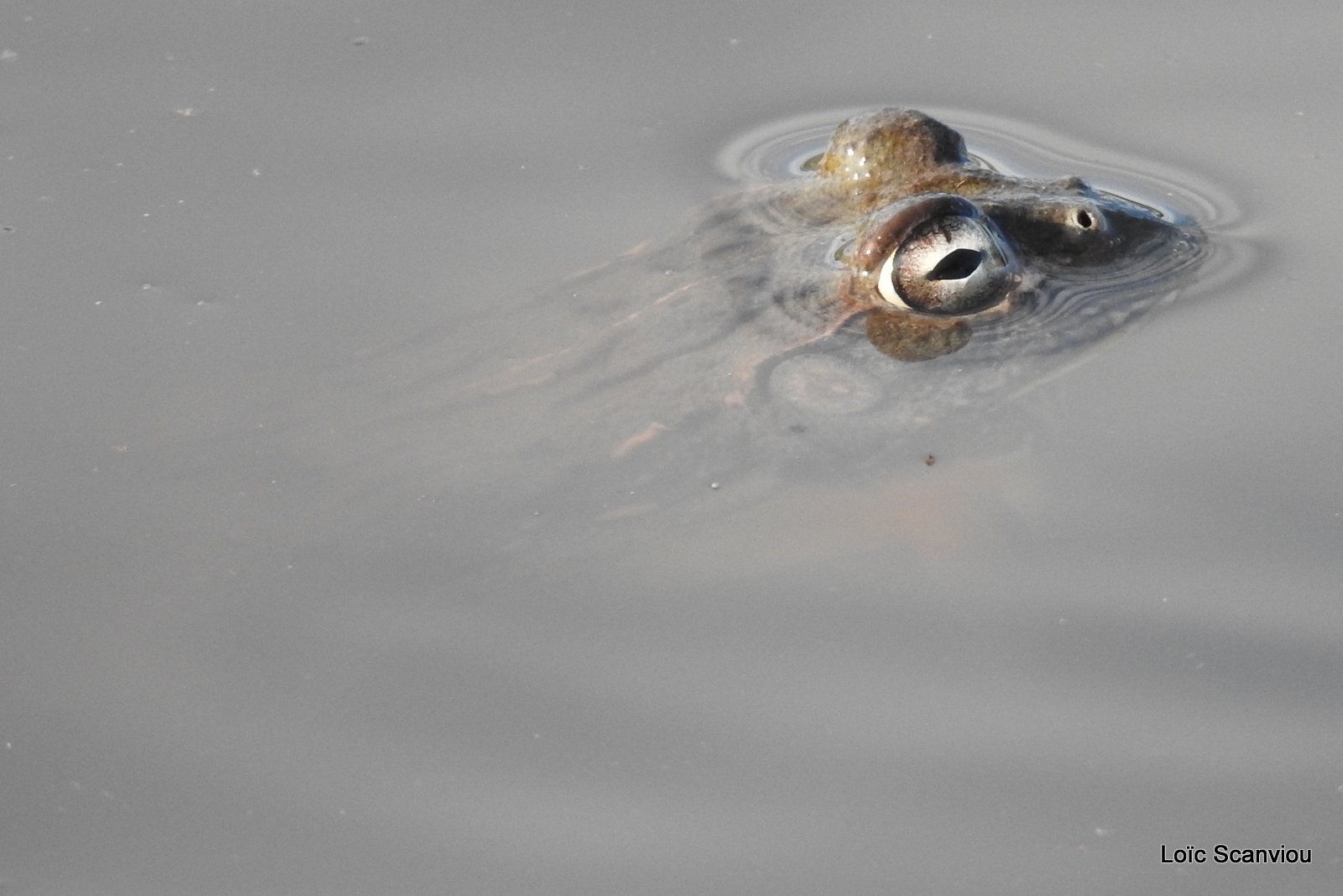 Grenouille taureau africaine/African Bullfrog (10)