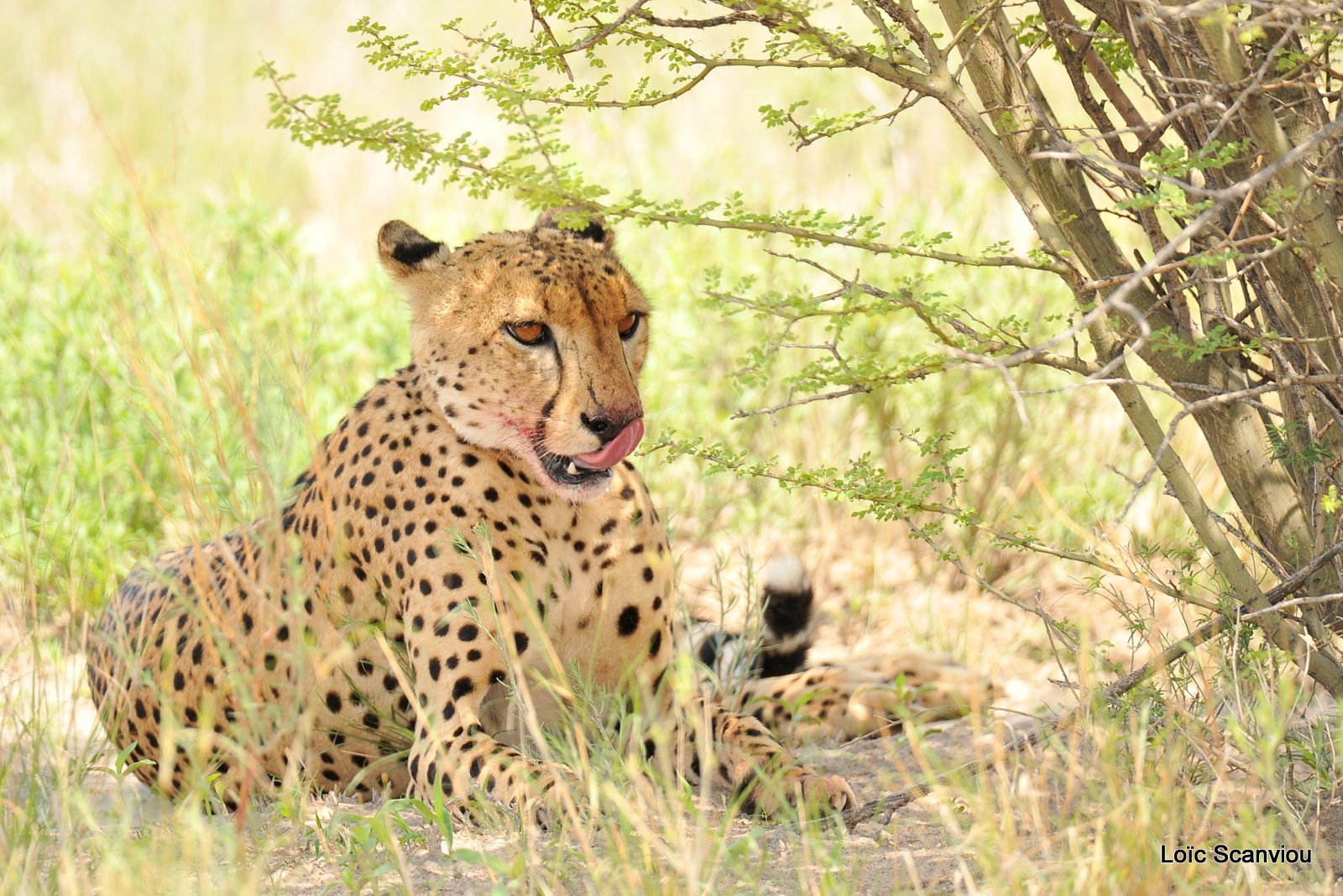 Guépard/Cheetah (6)
