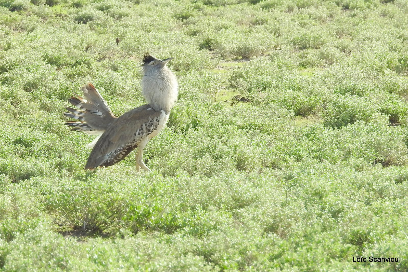 Outarde Kori/Kori Bustard (8)