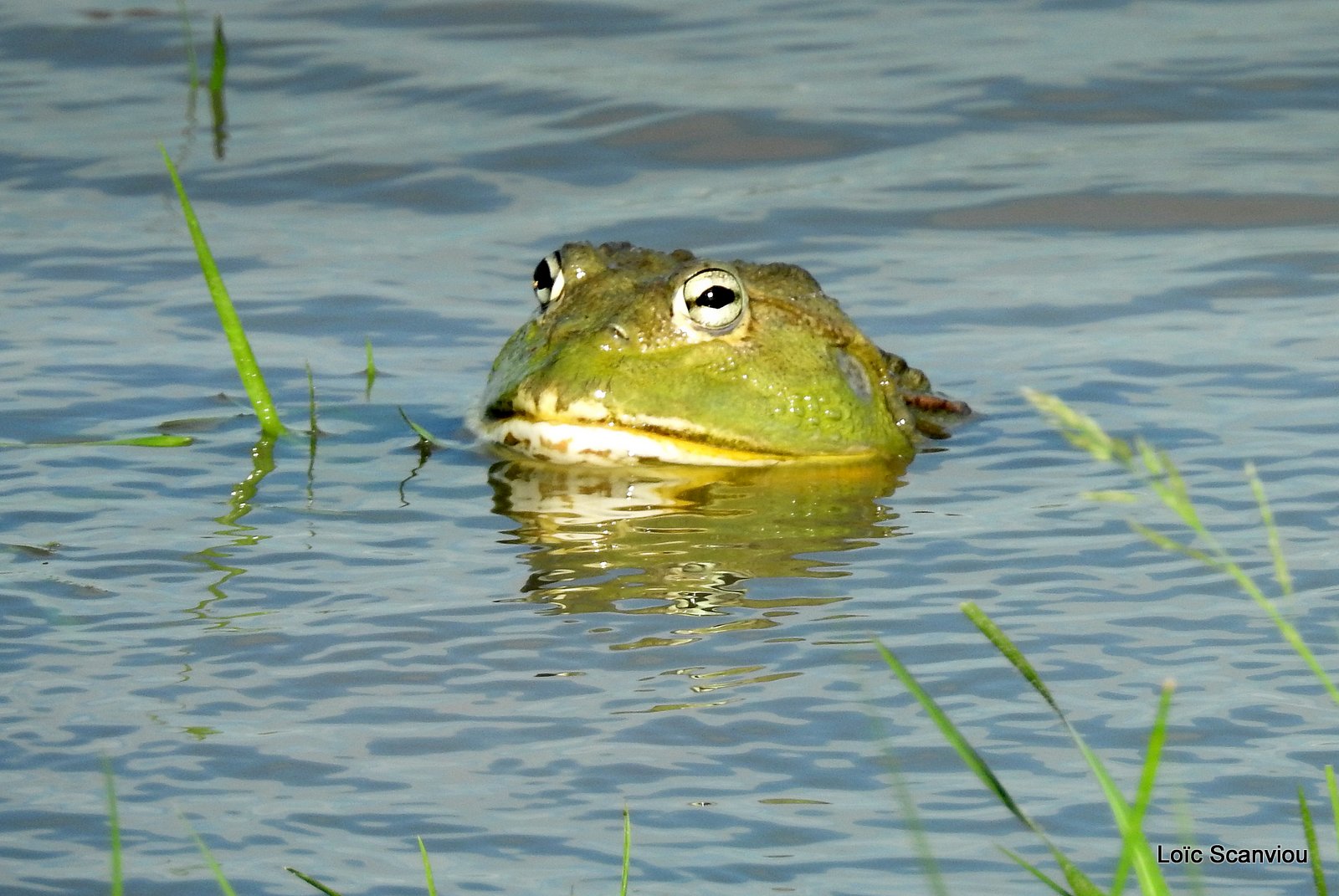 Grenouille taureau africaine/African Bullfrog (11)