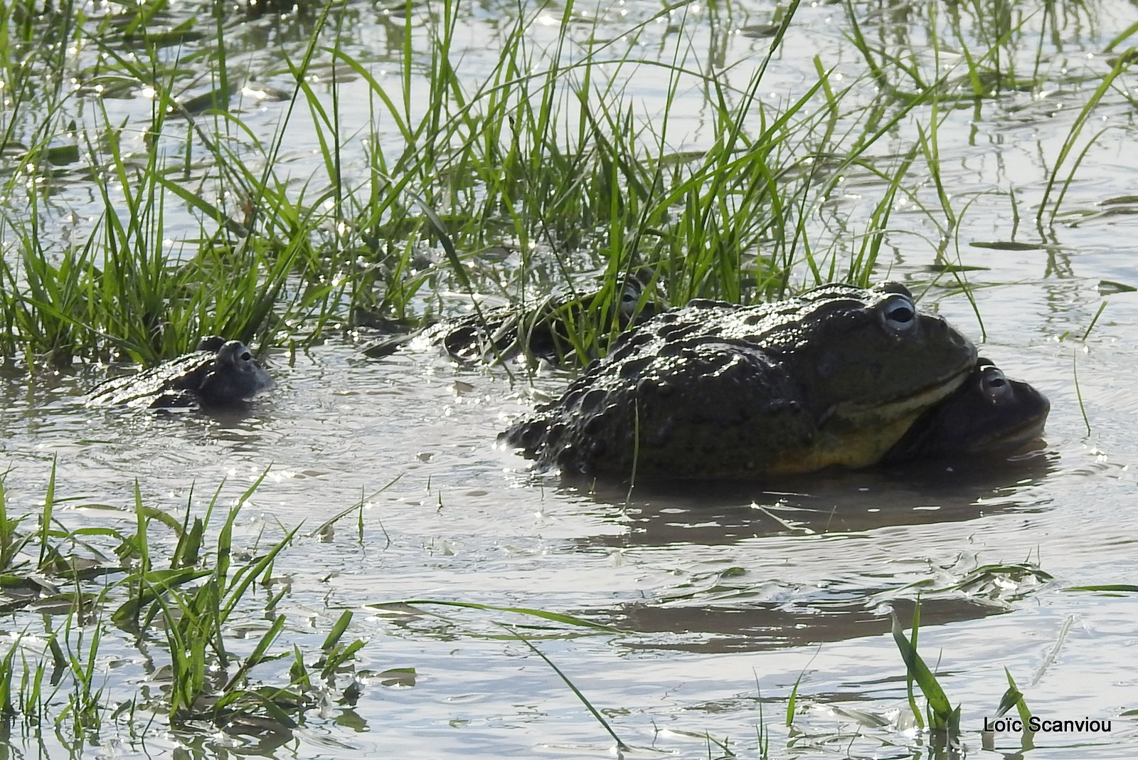 Grenouille taureau africaine/African Bullfrog (12)