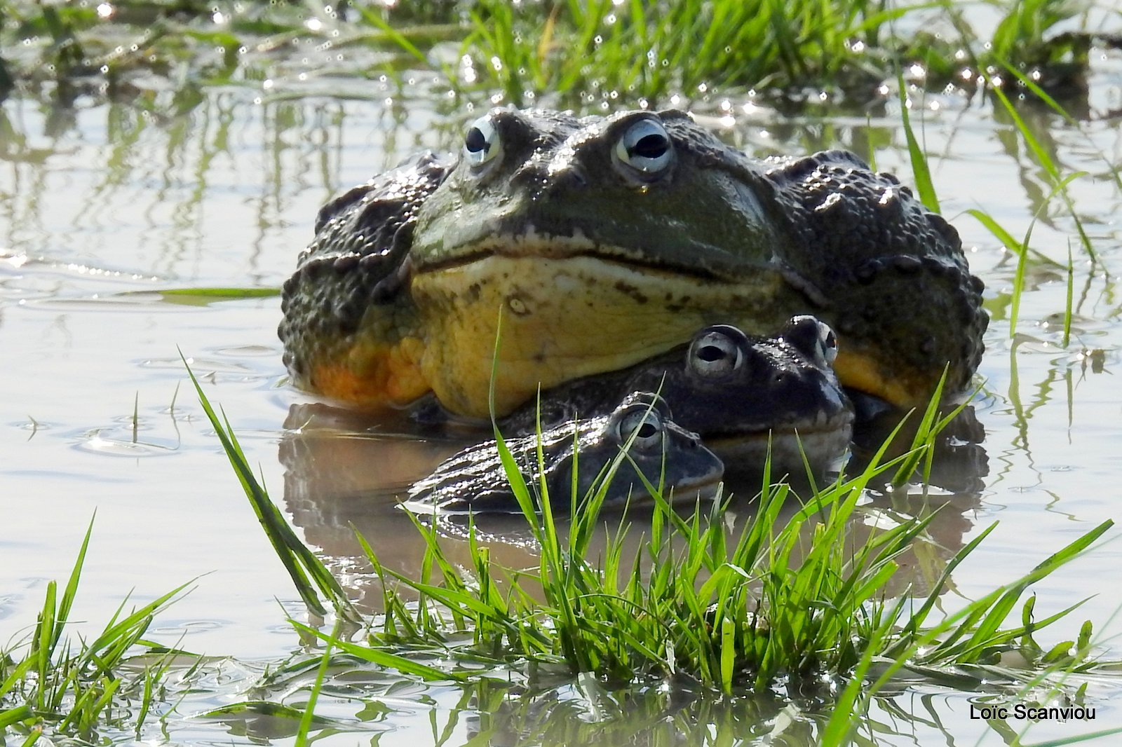 Grenouille taureau africaine/African Bullfrog (13)