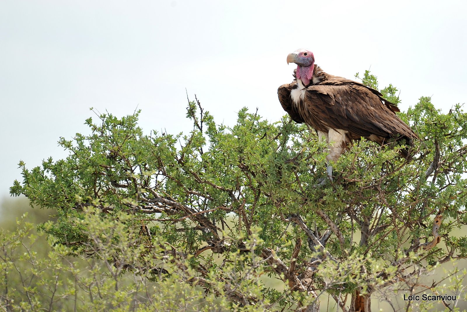 Vautour oricou/Lappet-faced Vulture (1)