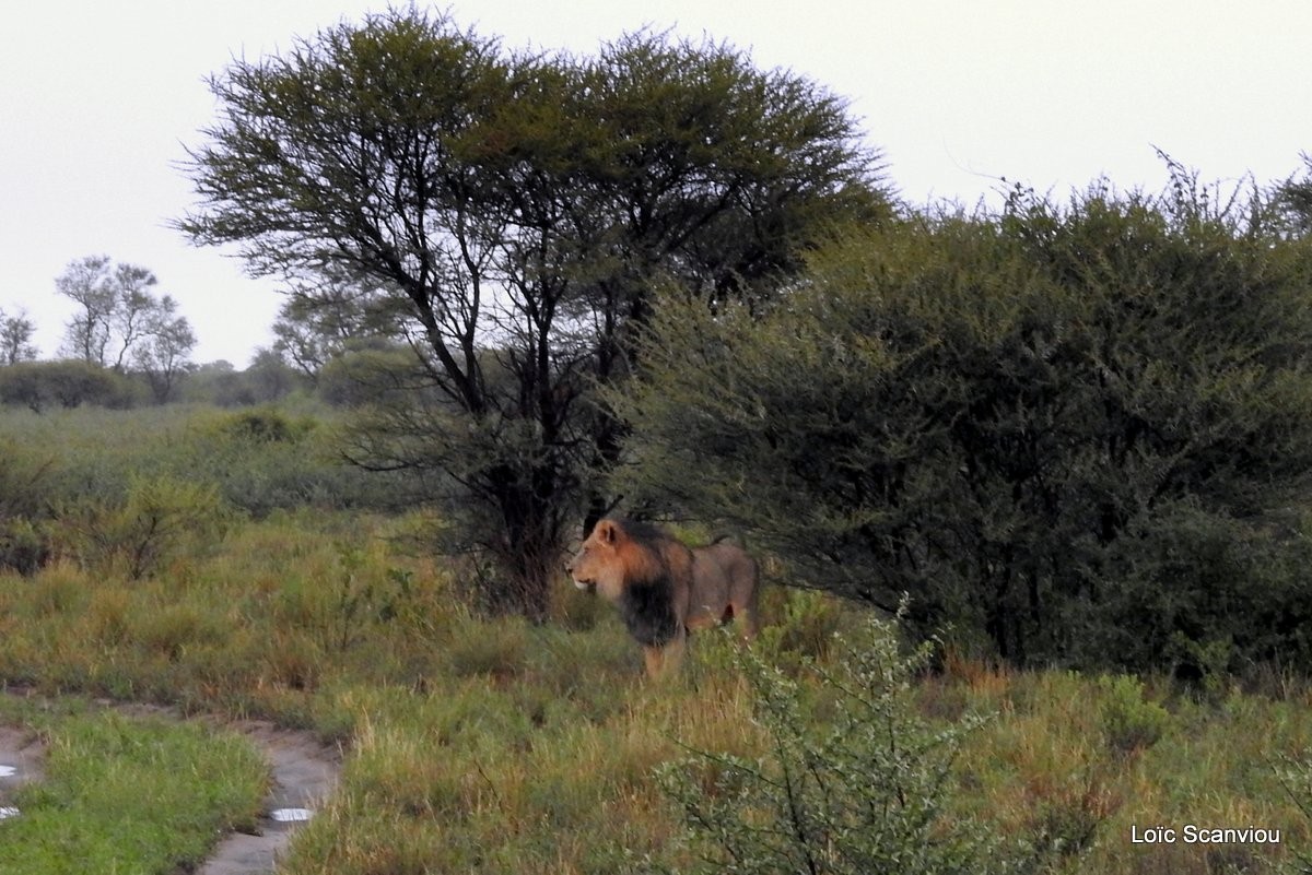 Central kalahari 2020 183 