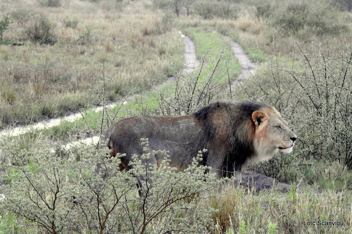 Central kalahari 2020 184 