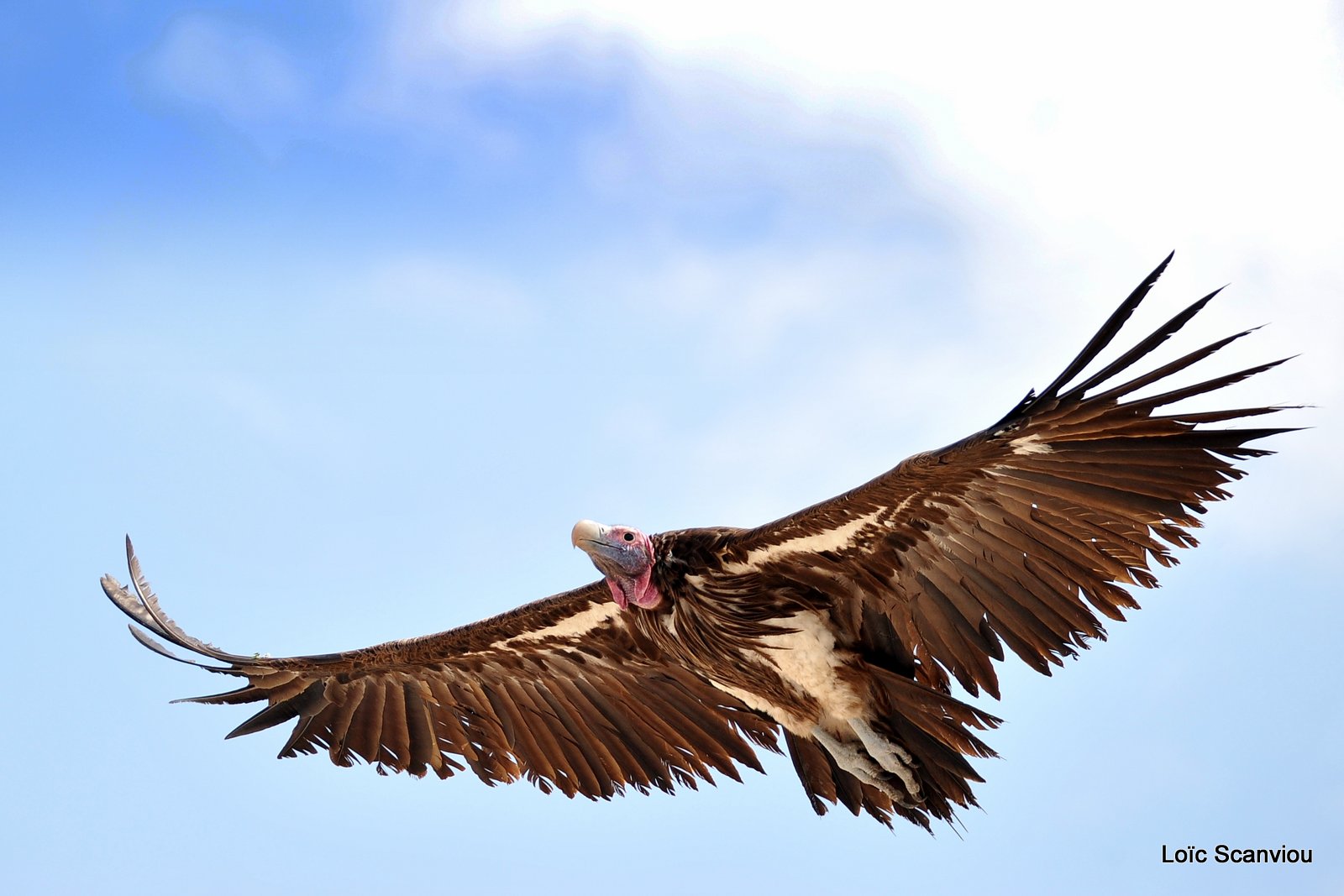 Vautour oricou/Lappet-faced Vulture (2)