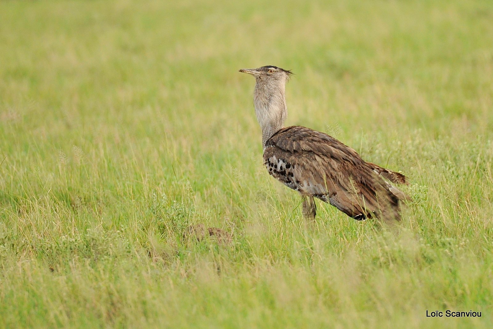 Outarde Kori/Kori Bustard (1)