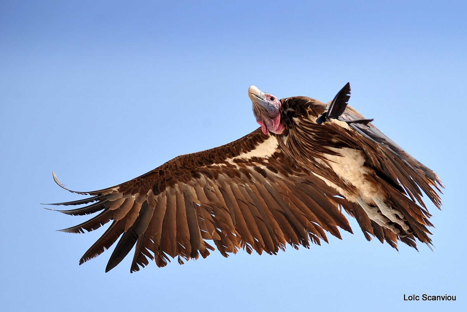Vautour oricou/Lappet-faced Vulture (3)