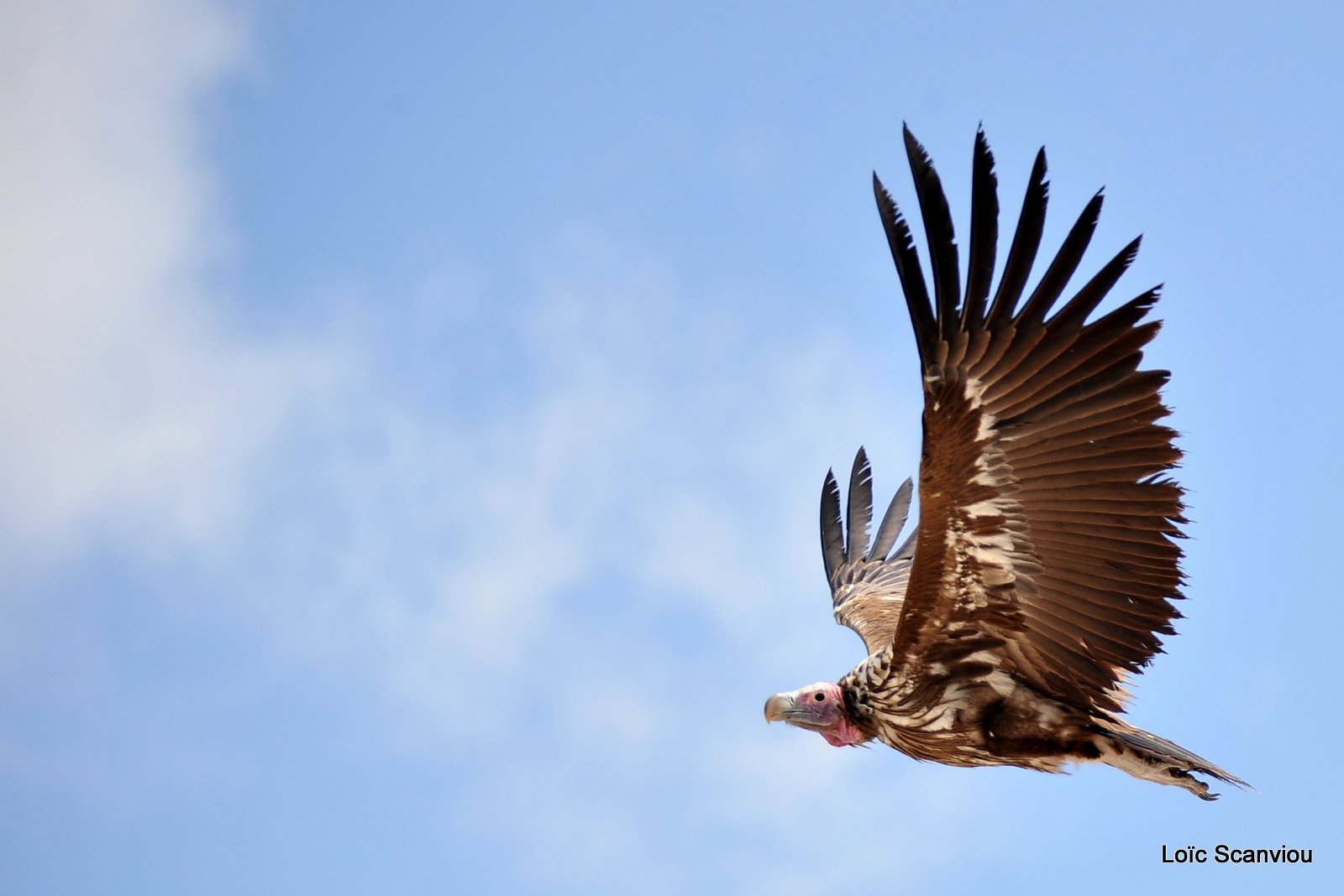 Vautour oricou/Lappet-faced Vulture (4)