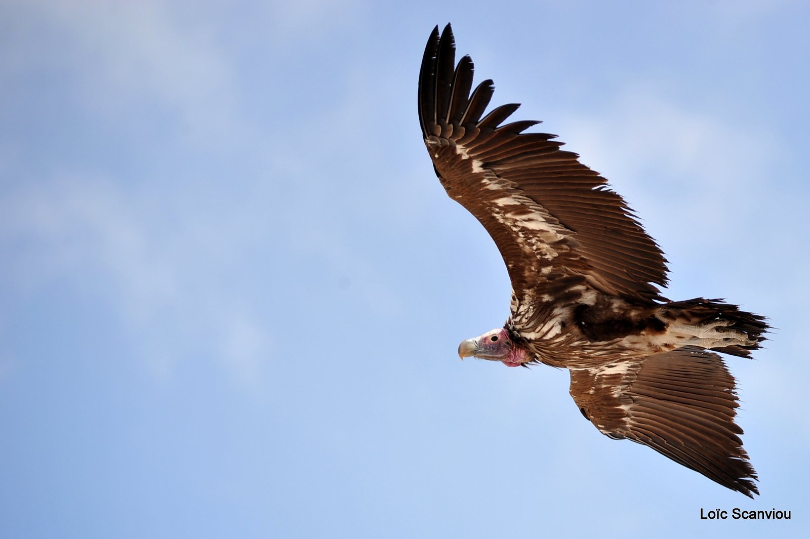 Vautour oricou/Lappet-faced Vulture (5)