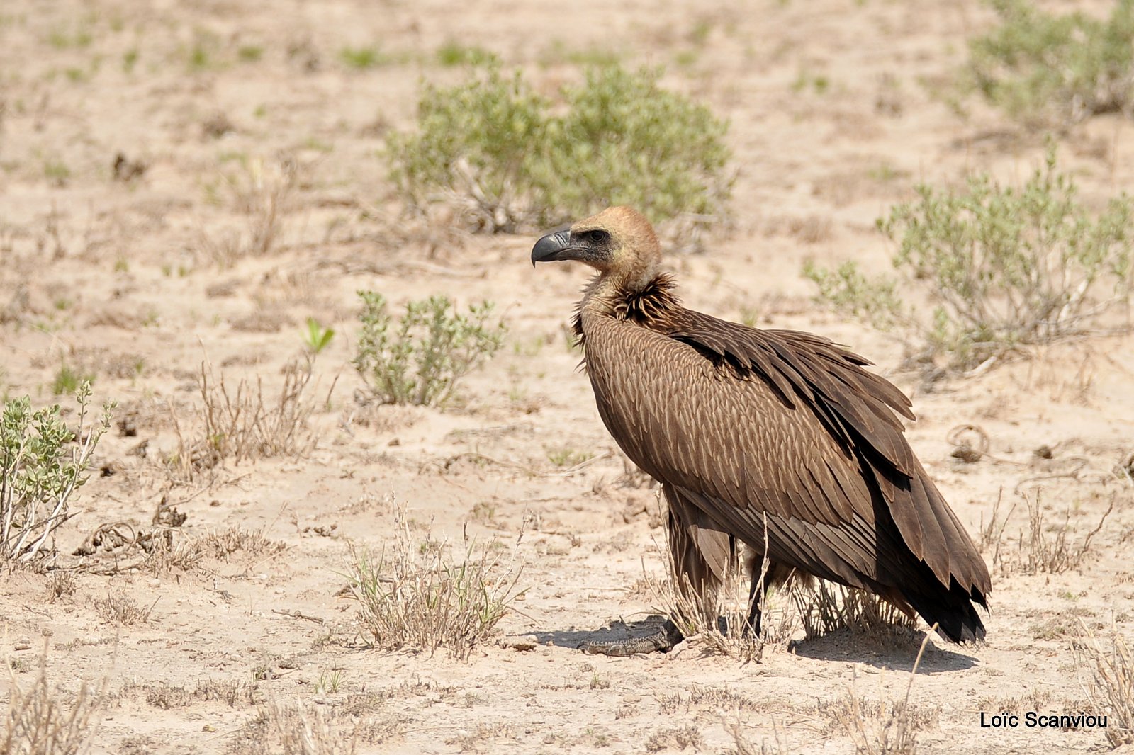 Vautour africain/White-backed Vulture (1)