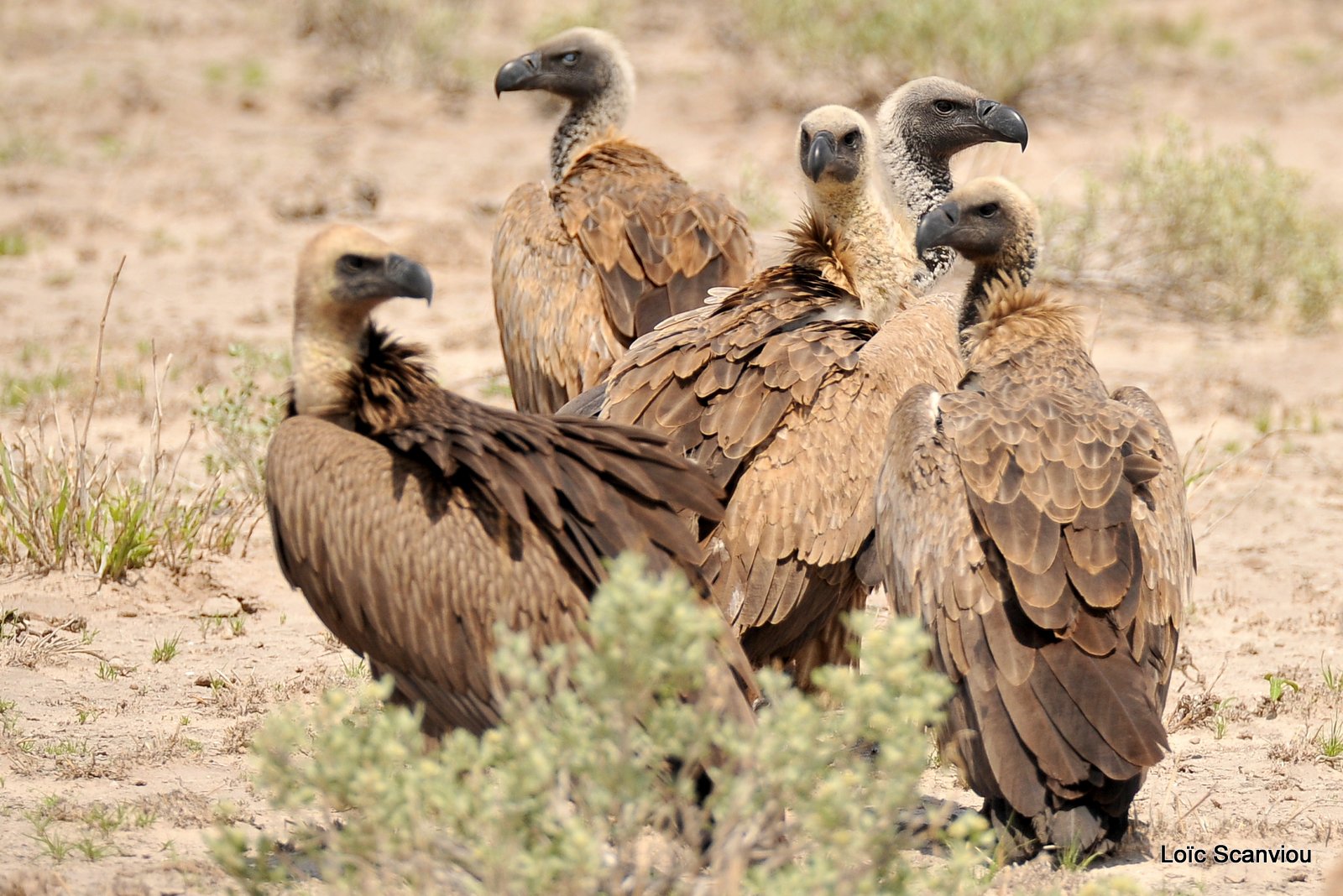 Vautour africain/White-backed Vulture (2)