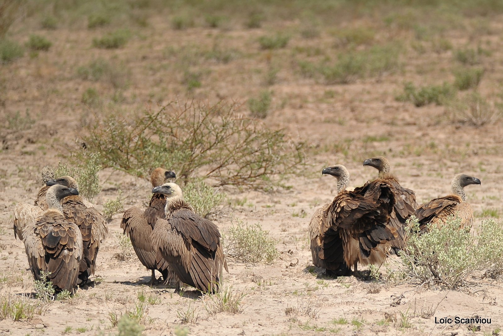 Vautour africain/White-backed Vulture (3)