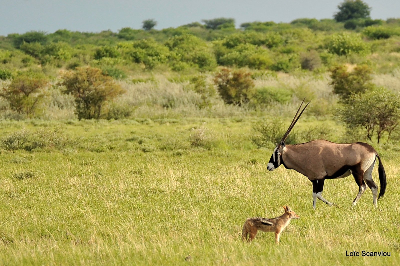 Chacal et oryx/Jackal and Gemsbok (1)