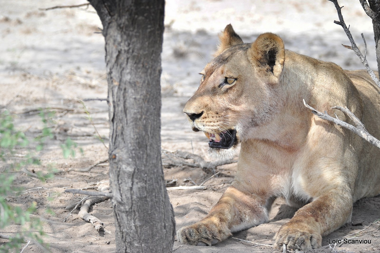 Lionne/Lioness (5)