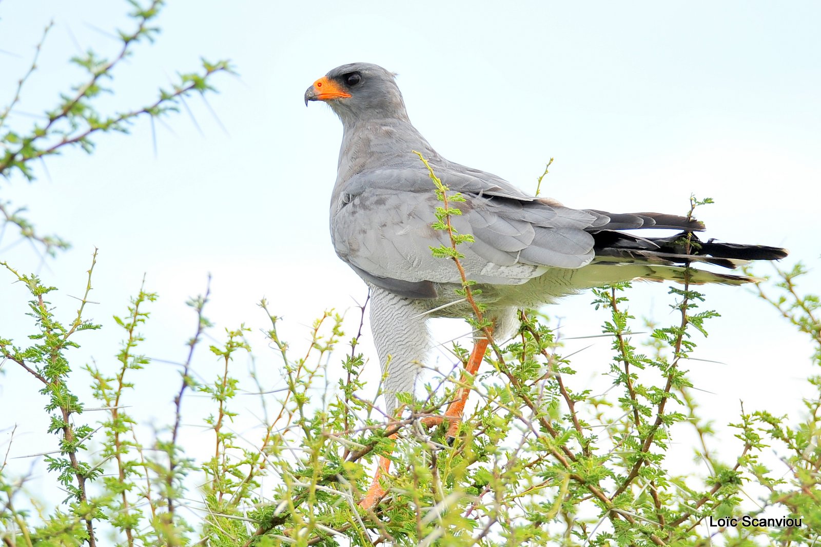 Autour chanteur/Southern Pale Chanting Goshawk (1)