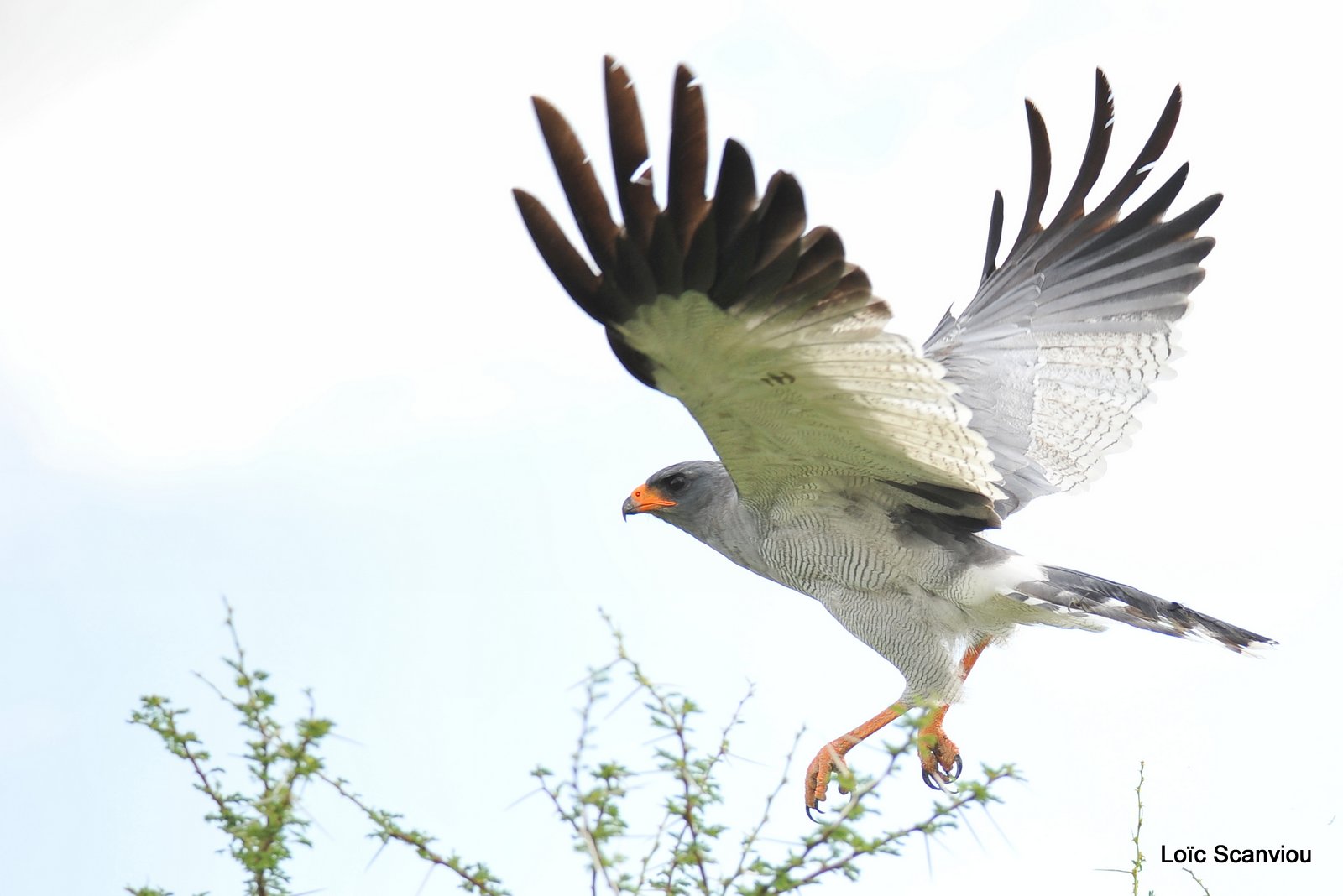 Autour chanteur/Southern Pale Chanting Goshawk (2)