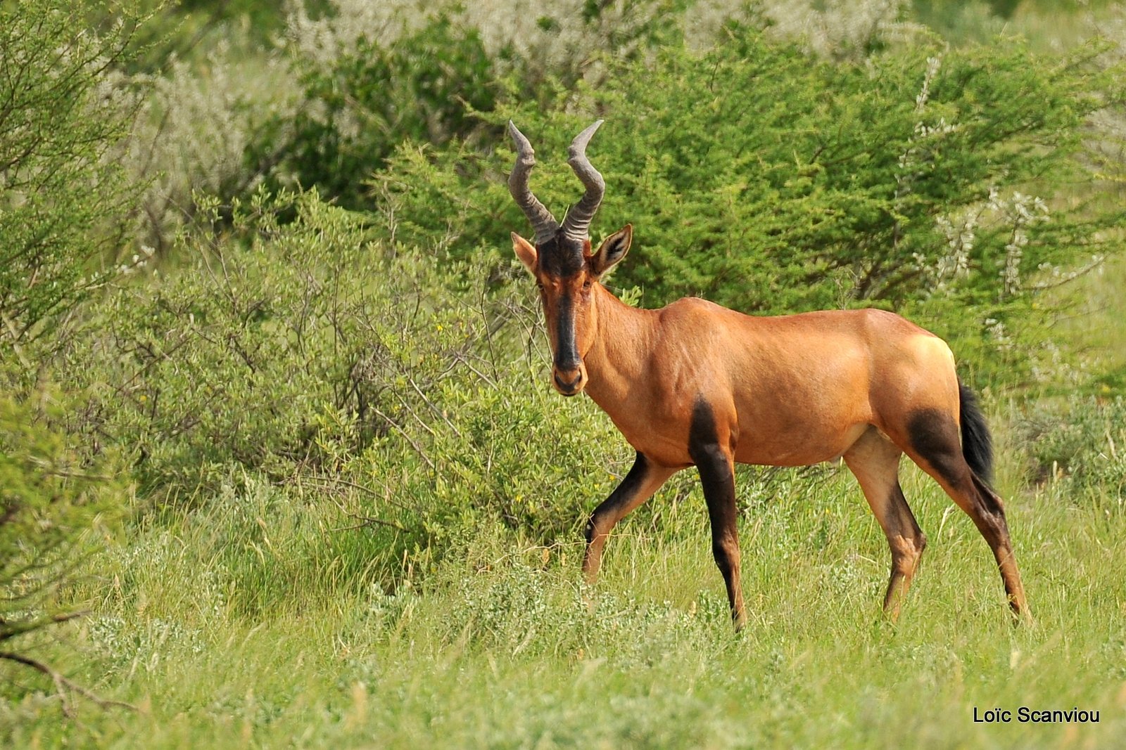 Bubale roux/Common Hartebeest (1)