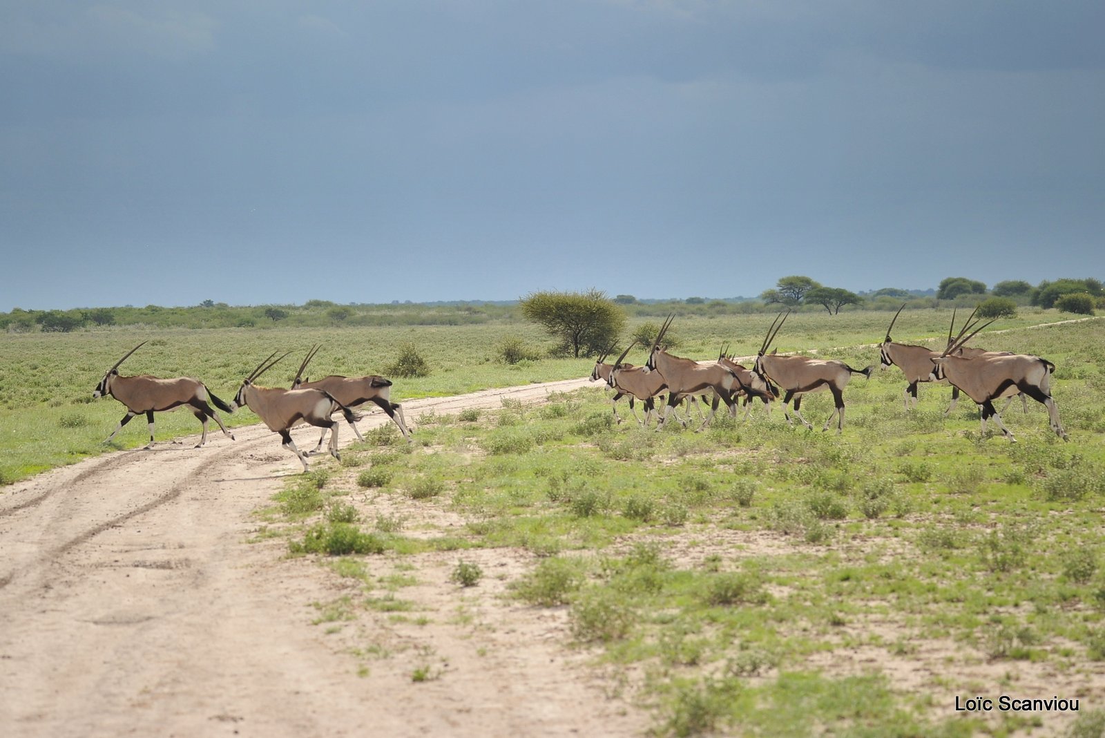 Oryx gazelle/Gemsbok (21)