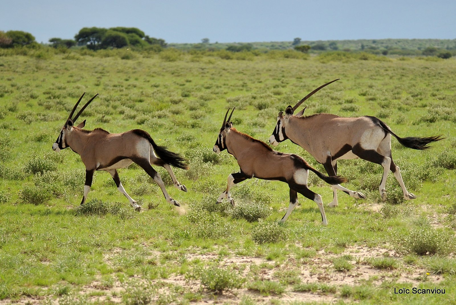Oryx gazelle/Gemsbok (5)