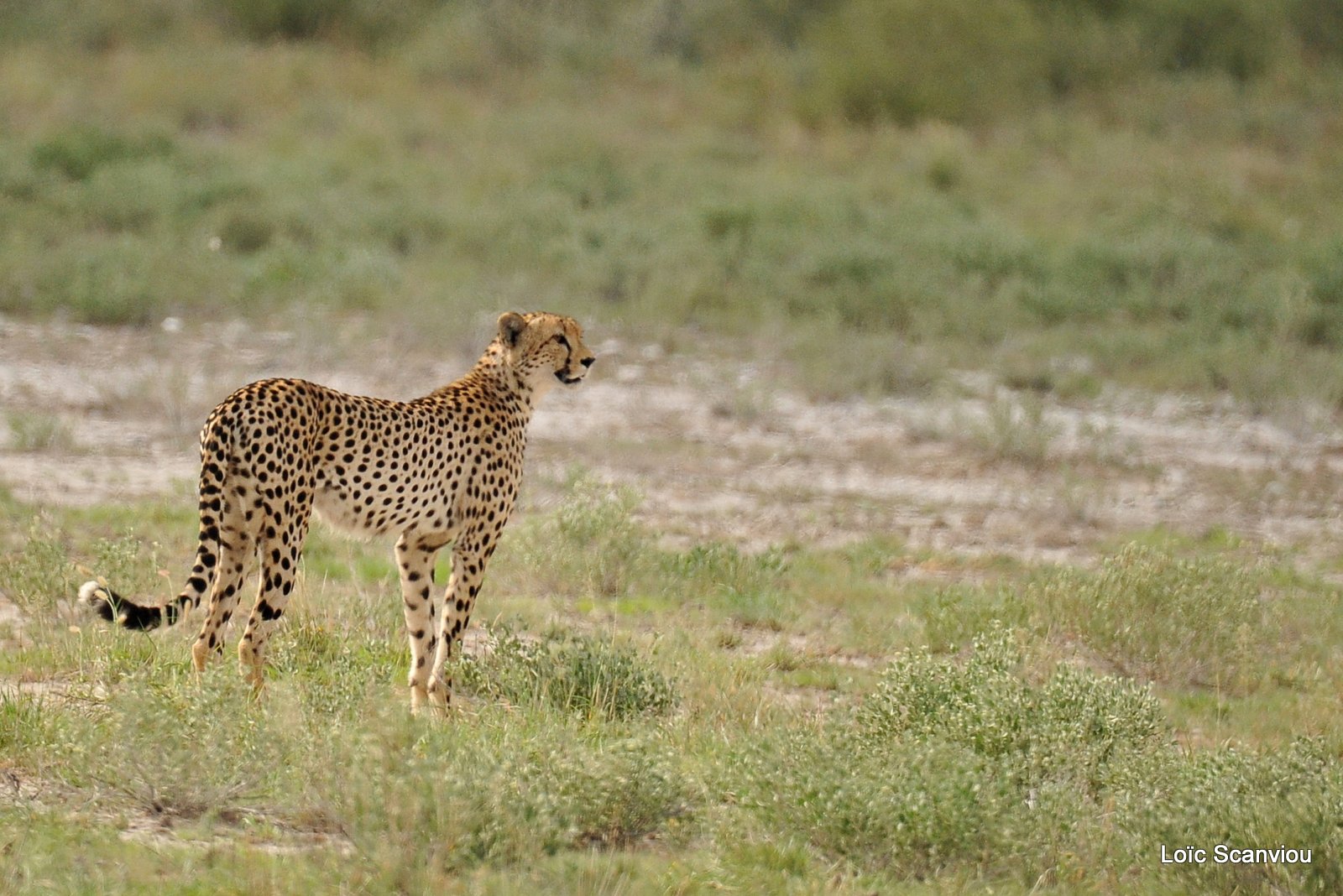 Guépard/Cheetah (7)