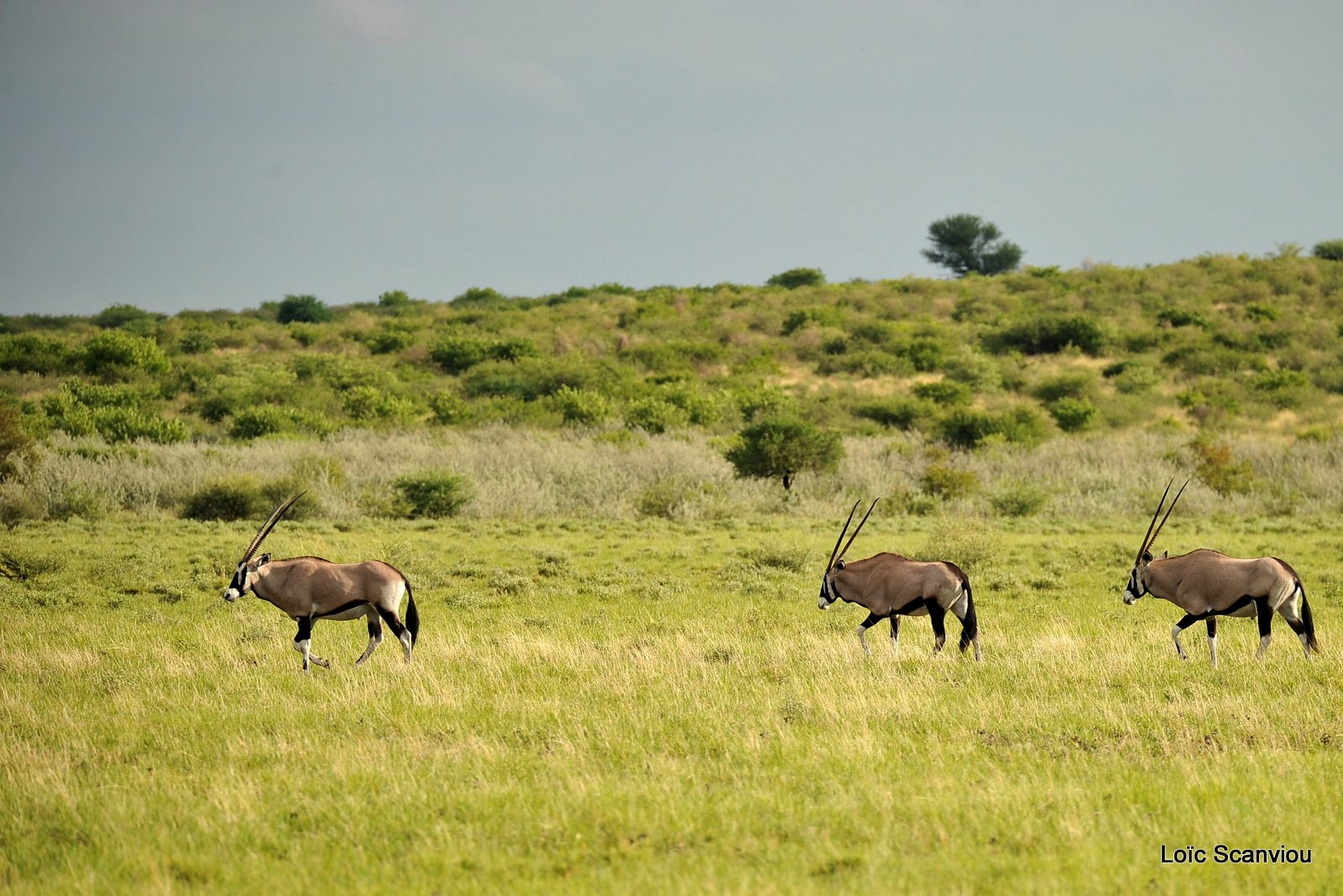 Oryx gazelle/Gemsbok (1)