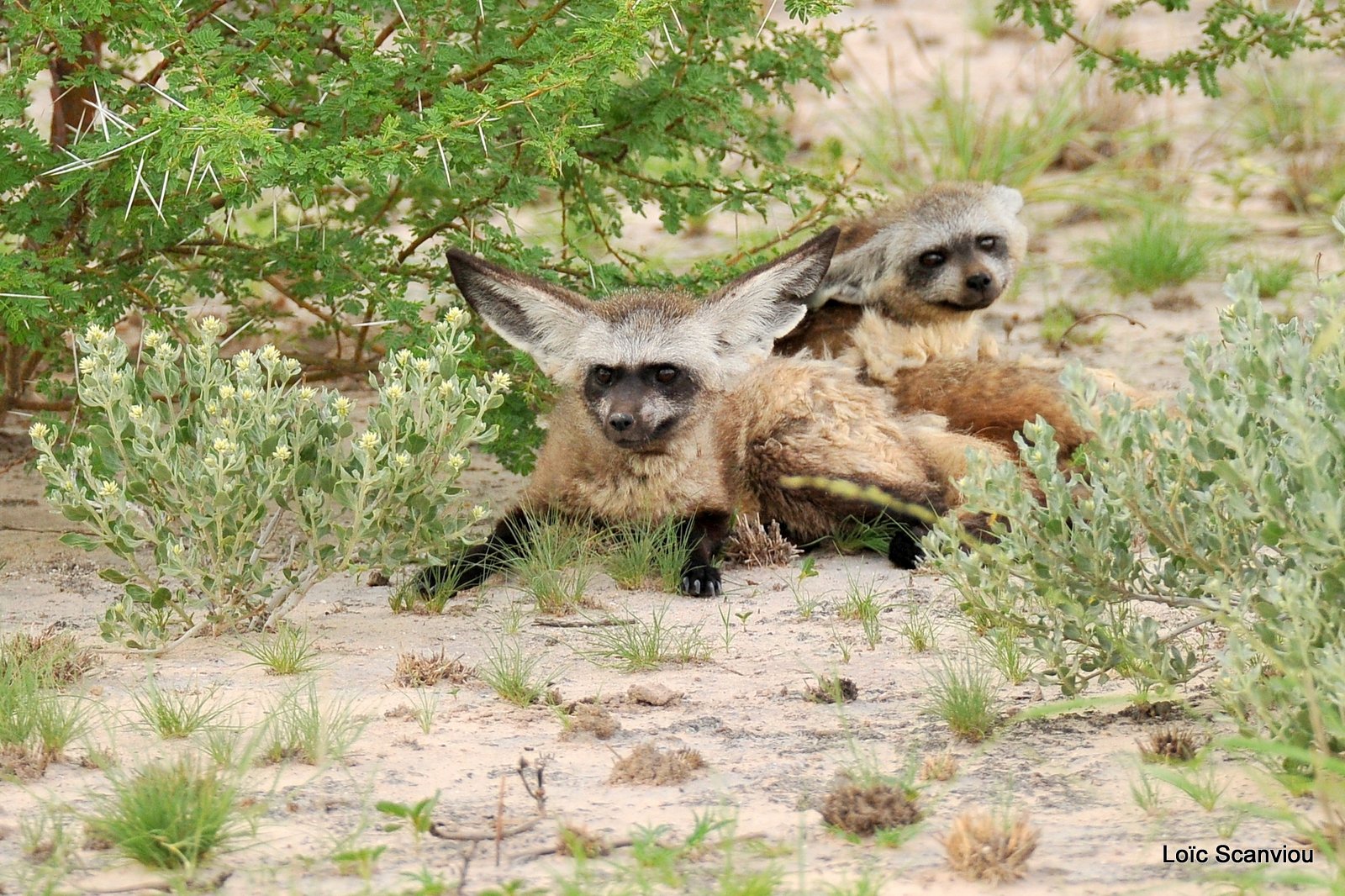 Otocyon/Bat-eared Fox (1)