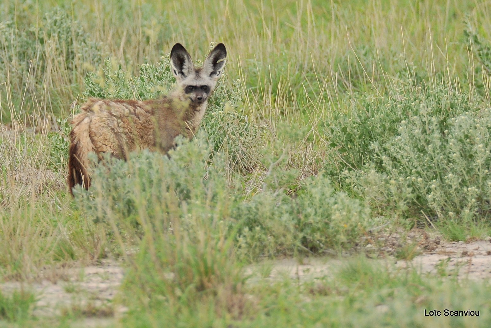 Otocyon/Bat-eared Fox (2)