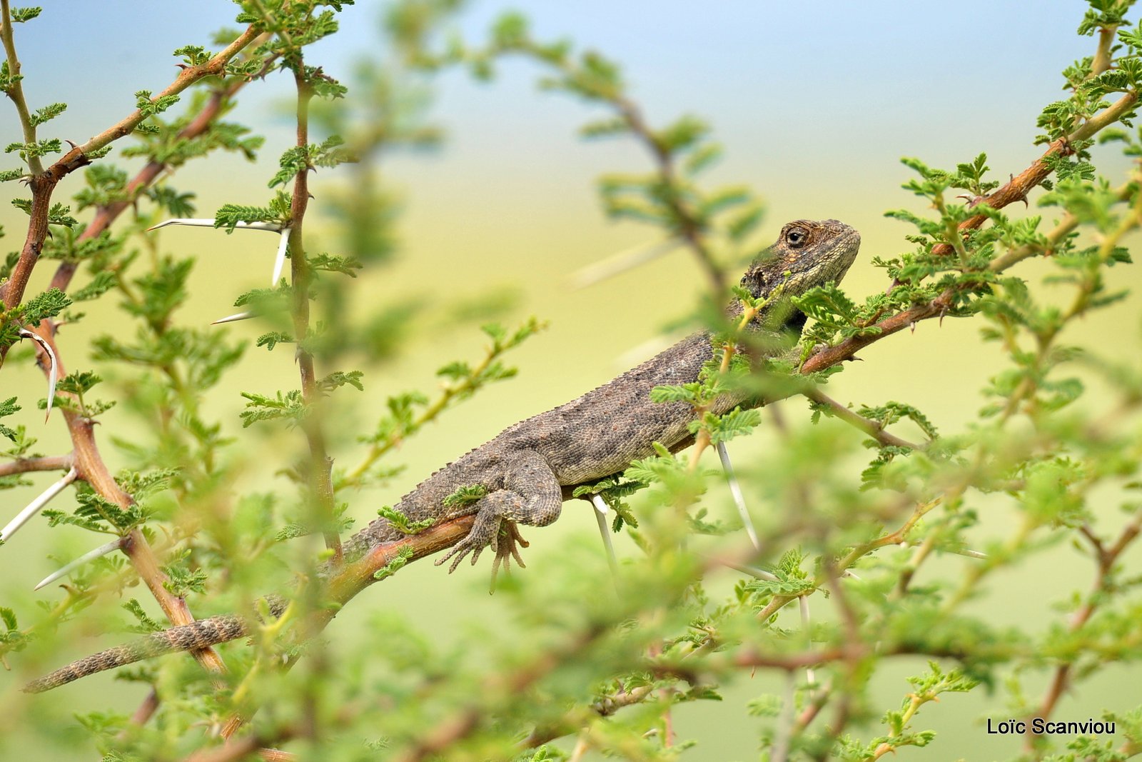 Agame arboricole/Tree Agama (1)