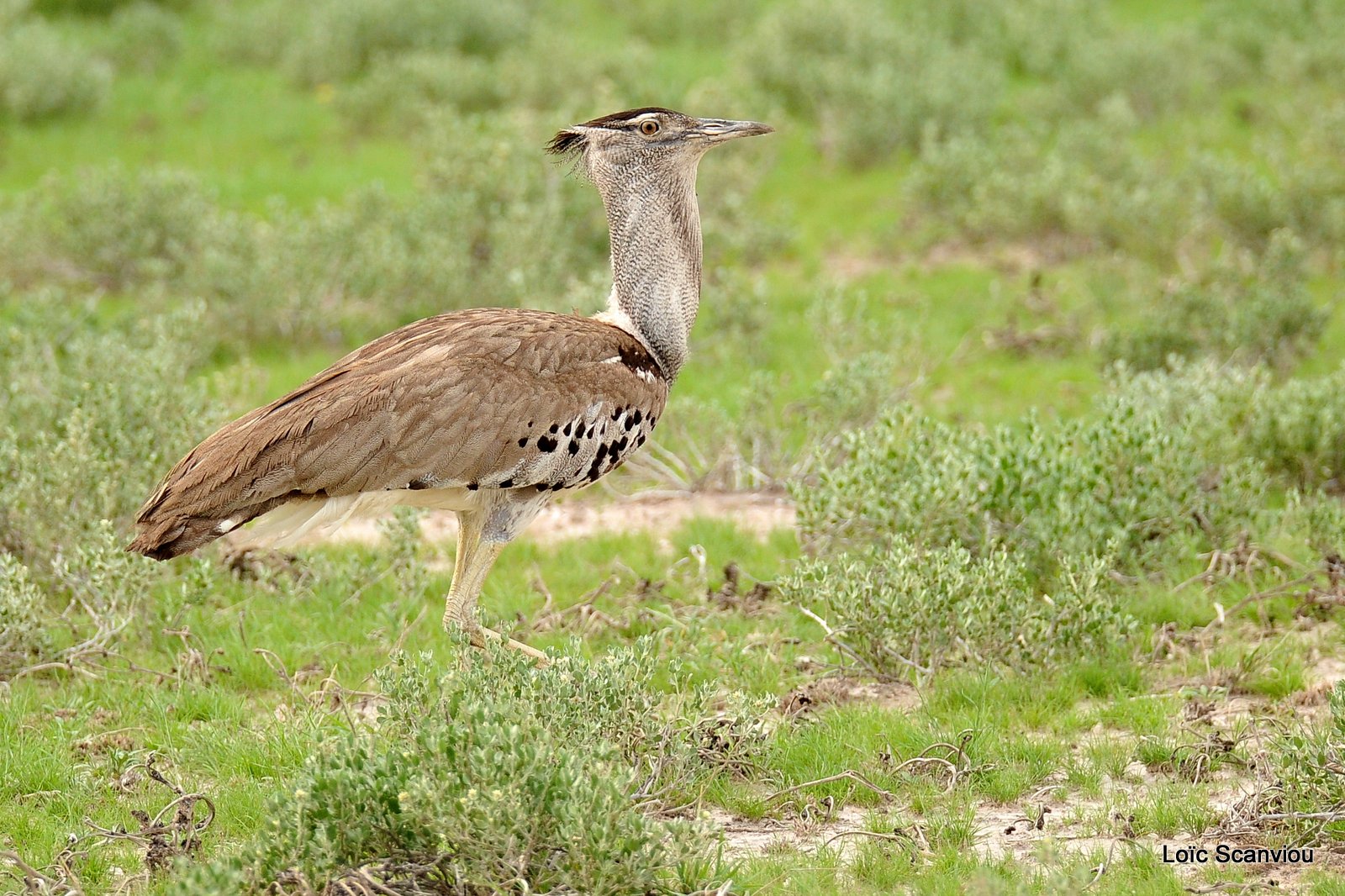 Outarde Kori/Kori Bustard (2)