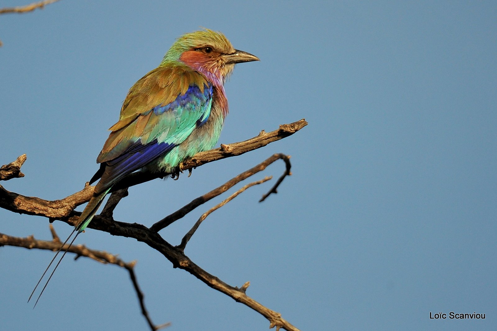 Rollier à longs brins/Lilac-Breasted Roller (1)