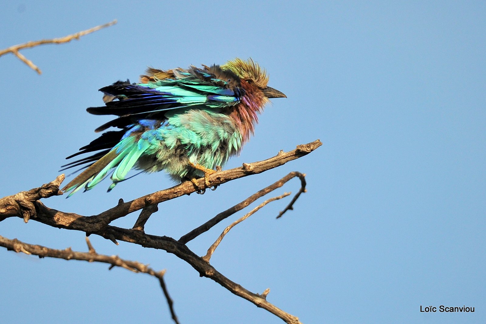 Rollier à longs brins/Lilac-Breasted Roller (2)