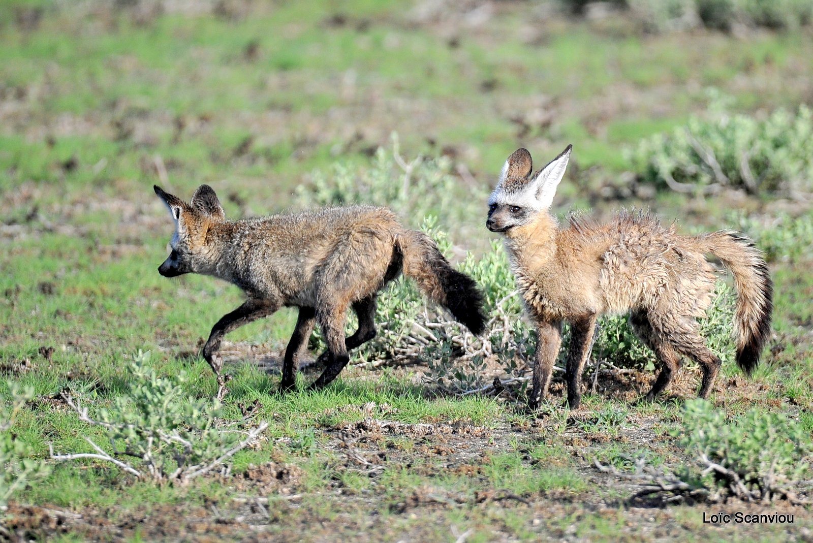 Otocyon/Bat-eared Fox (3)