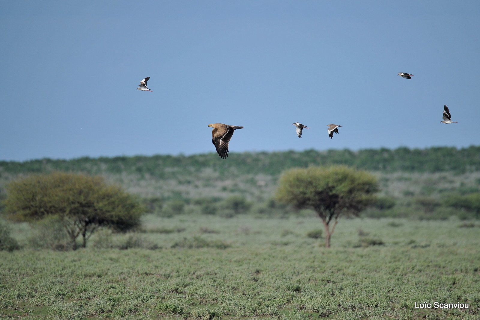 Central Kalahari 2020 (48)