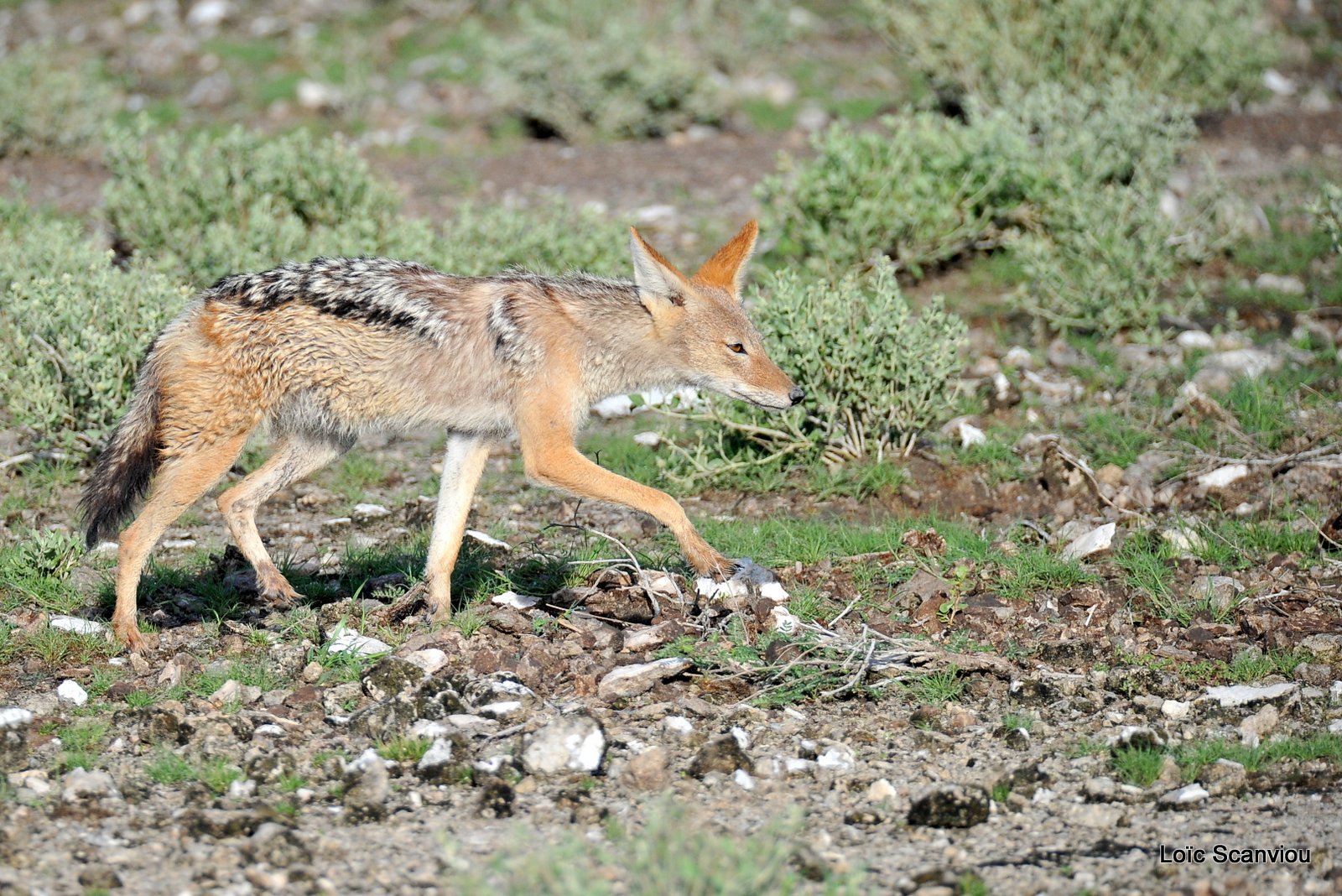 Chacal à chabraque/Black-backed Jackal (2)