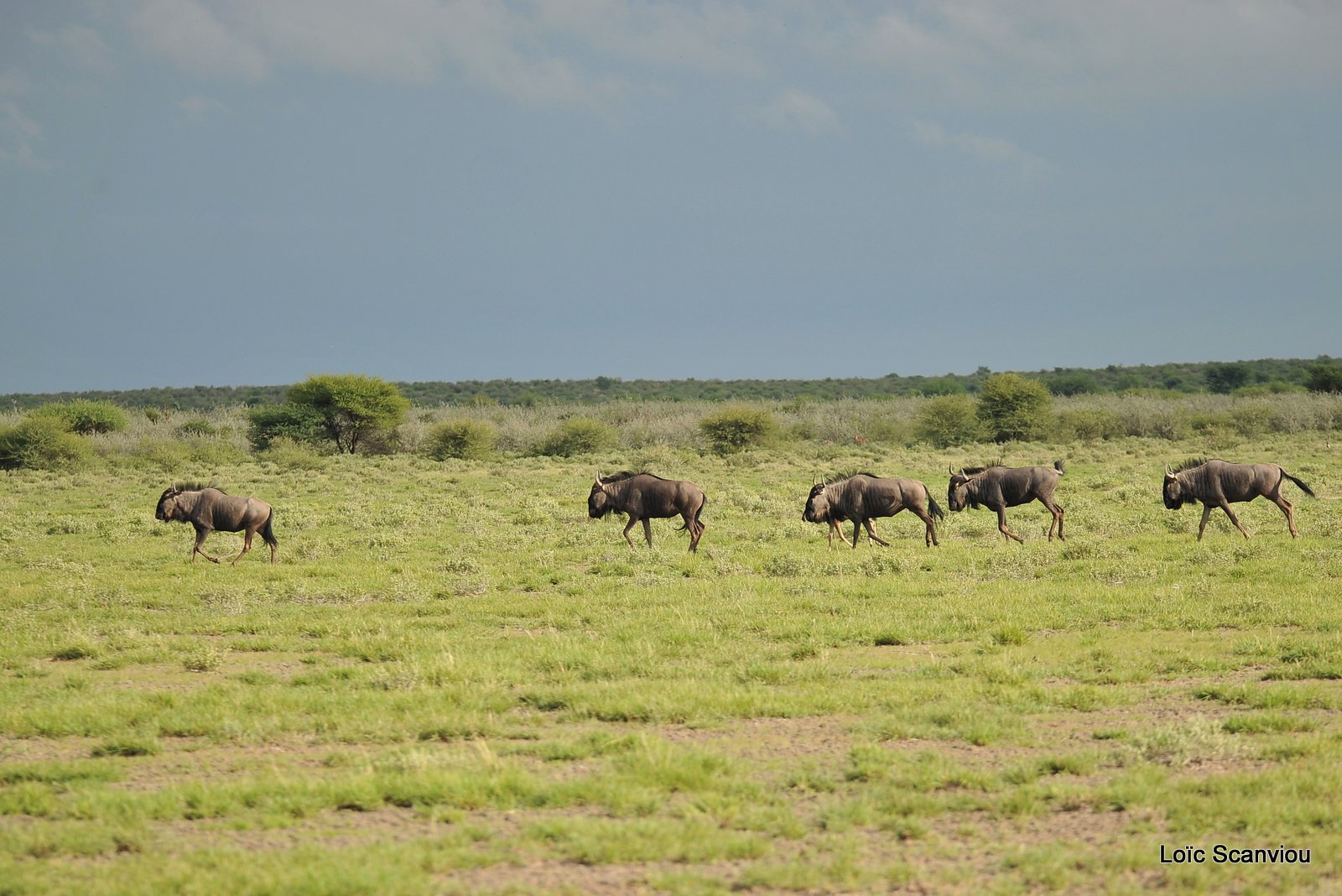 Gnou bleu/Wildebeest (1)