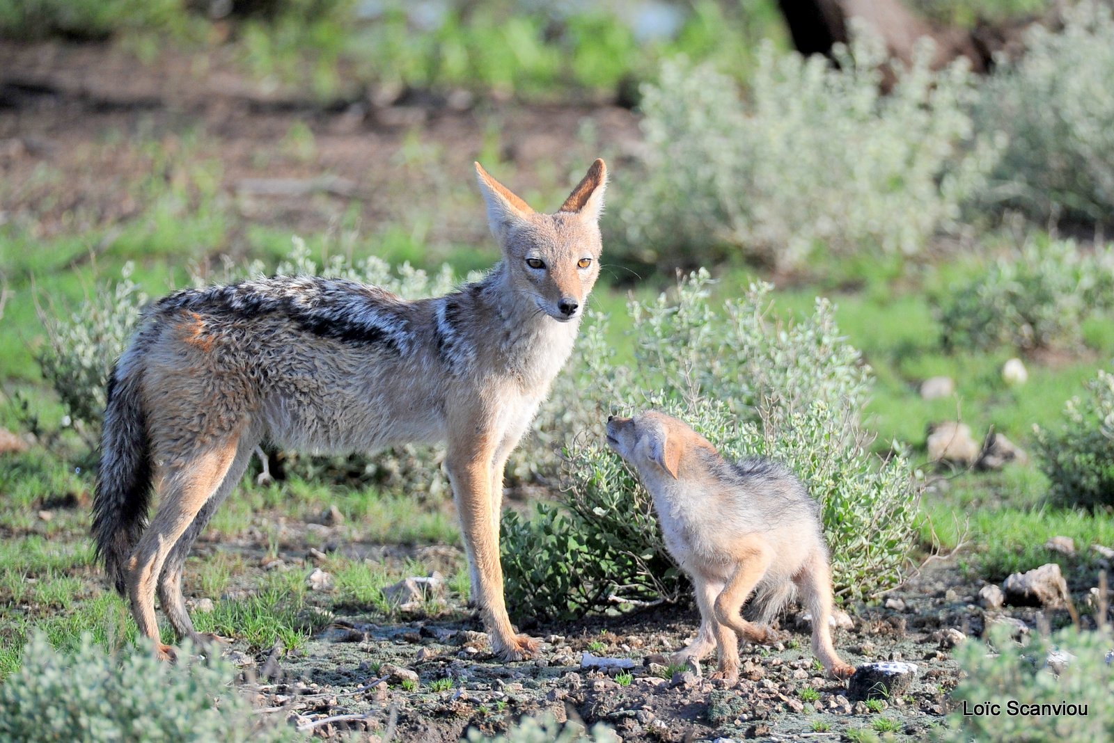 Chacal à chabraque/Black-backed Jackal (3)