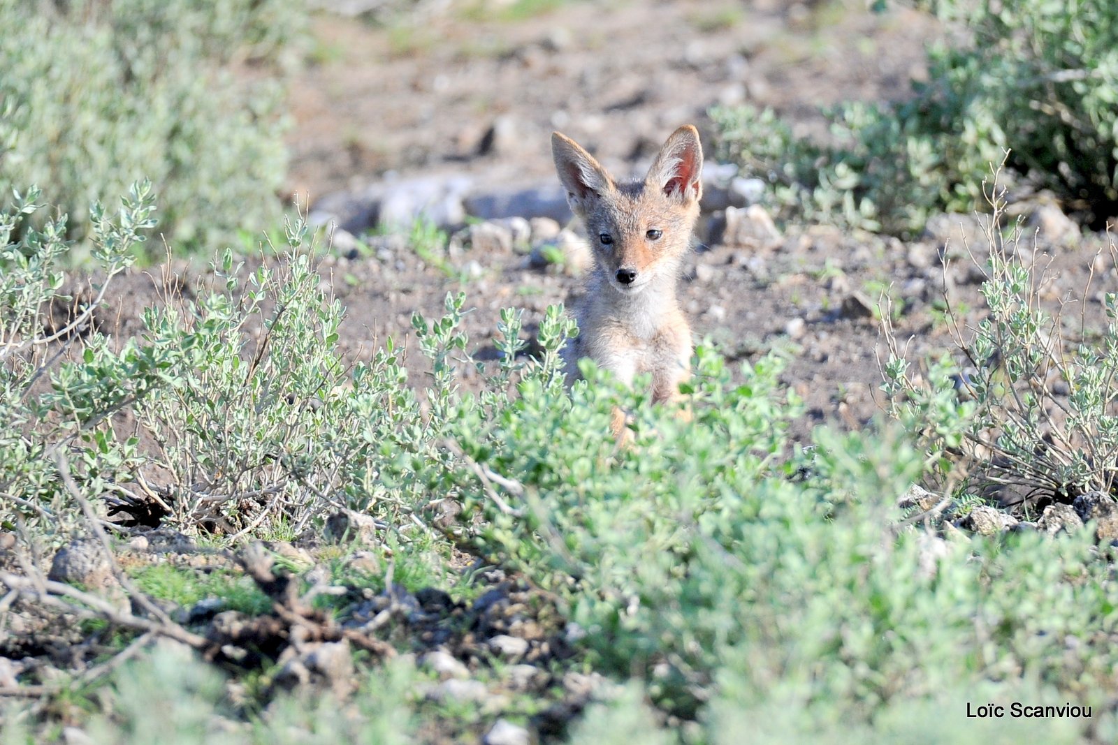 Chacal à chabraque/Black-backed Jackal (5)